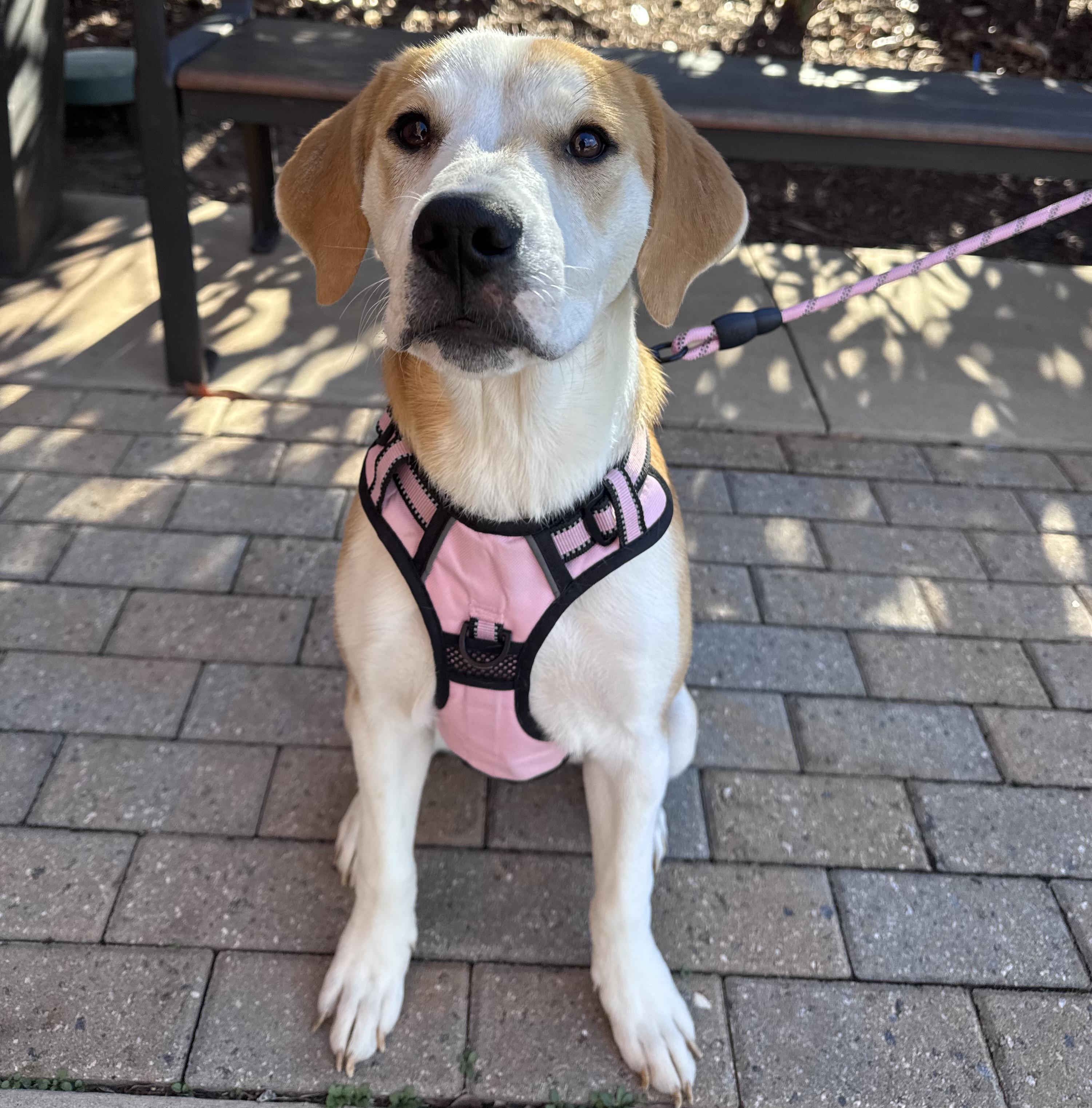 Maisie, adoptable, Puppy Female Hound & Great Pyrenees.