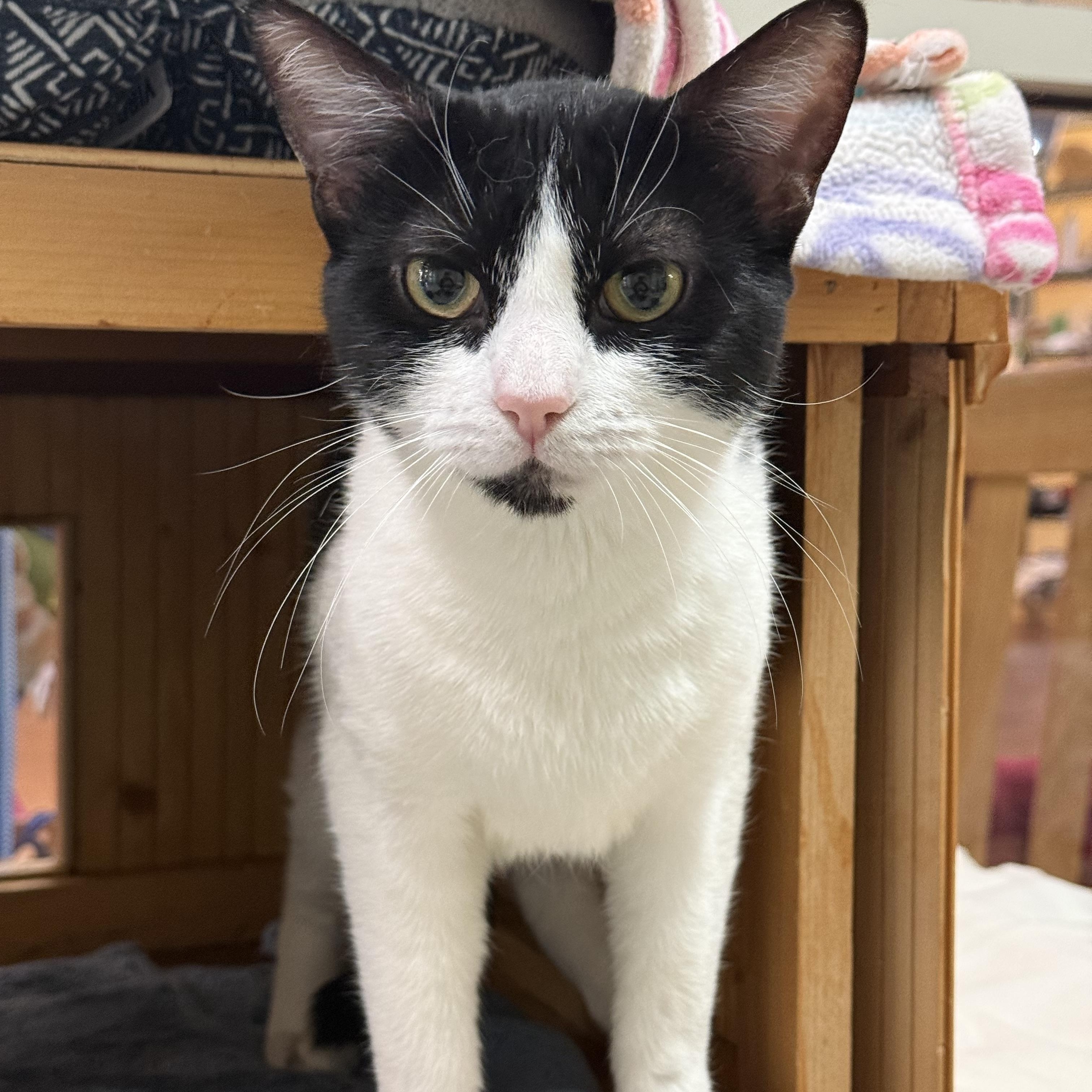 Enlarge East, an adopted Domestic Short Hair in Brownsville, VT image 1/1