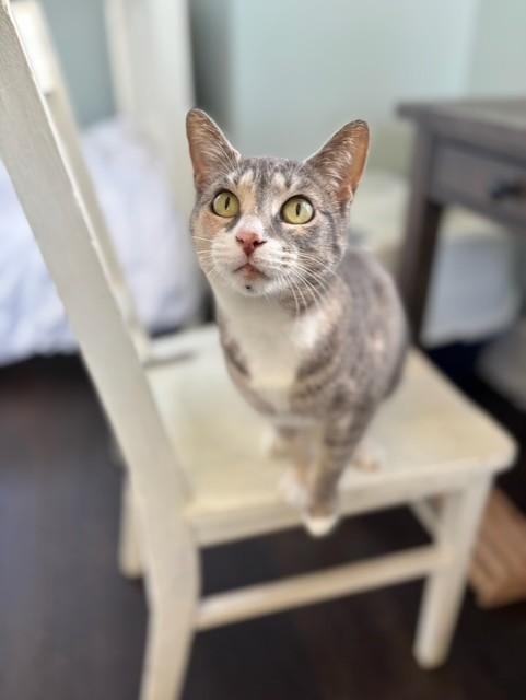 Enlarge Josie - Super Sweet Dilute Calico, a ADOPTABLE mixed breed in Ringoes, NJ image 1/1