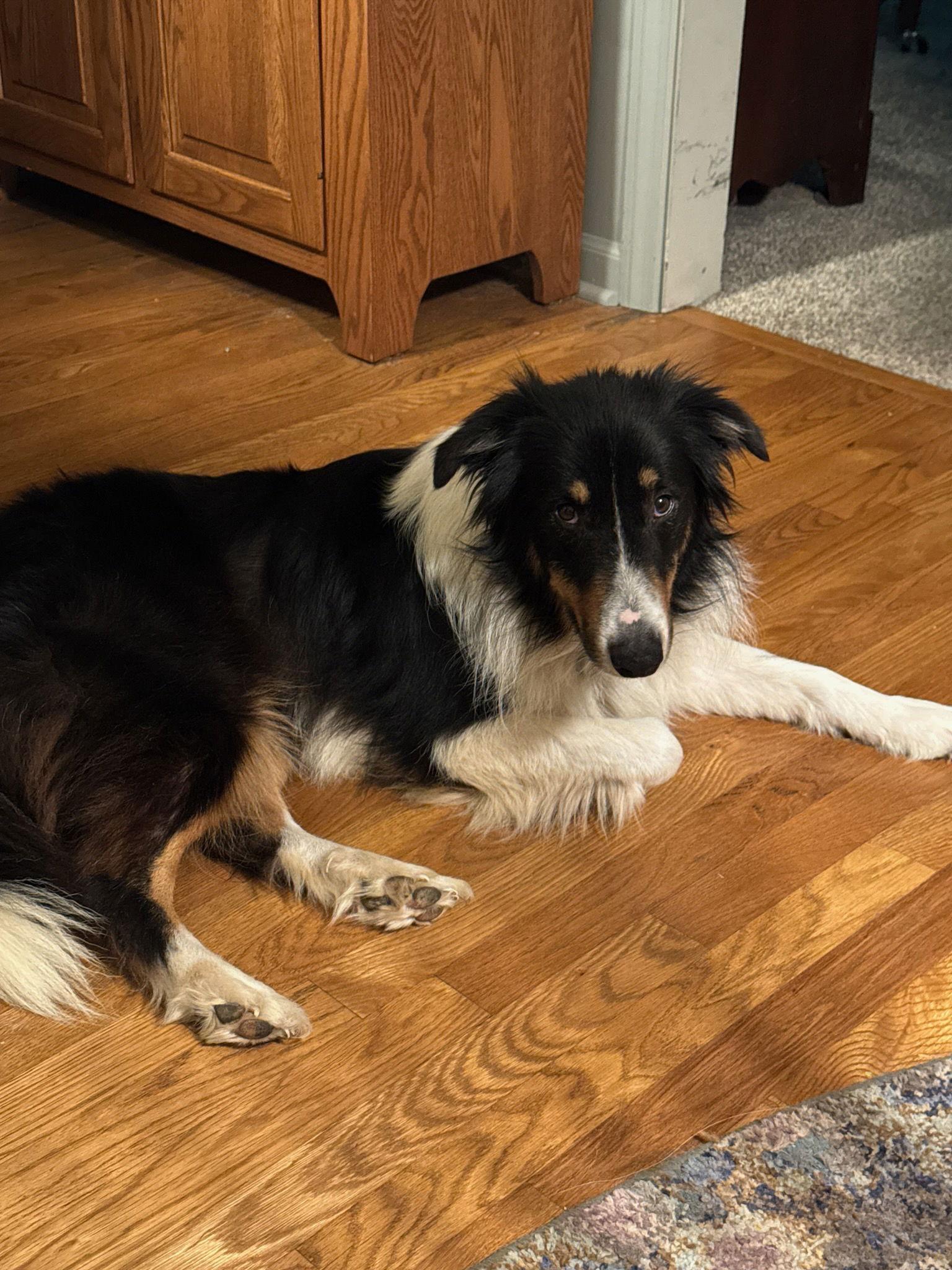 Carl, Adoptable, Young Male Shetland Sheepdog / Sheltie.