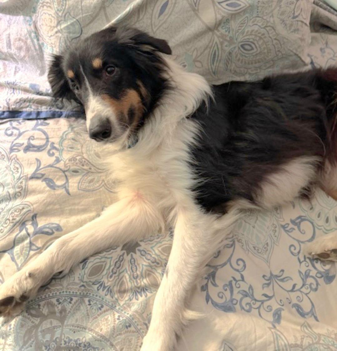 Enlarge Carl, a Adoptable Shetland Sheepdog / Sheltie in Mission, KS image 2/3