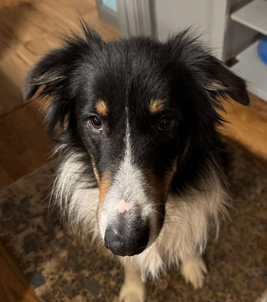 Enlarge Carl, a Adoptable Shetland Sheepdog / Sheltie in Mission, KS image 3/3