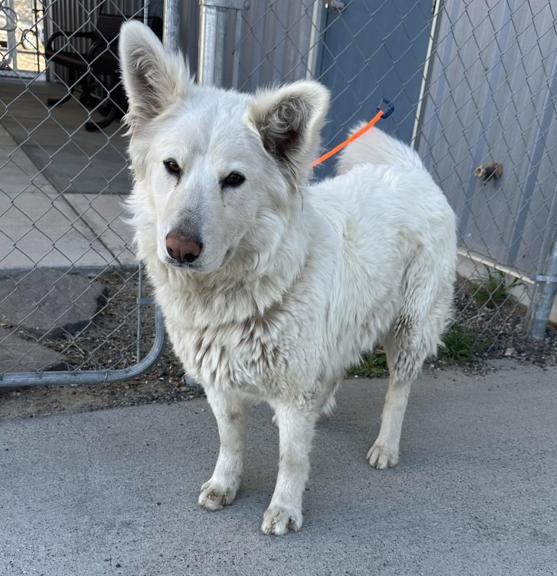 Enlarge 60688051, a ADOPTABLE mixed breed in Elko, NV image 2/2