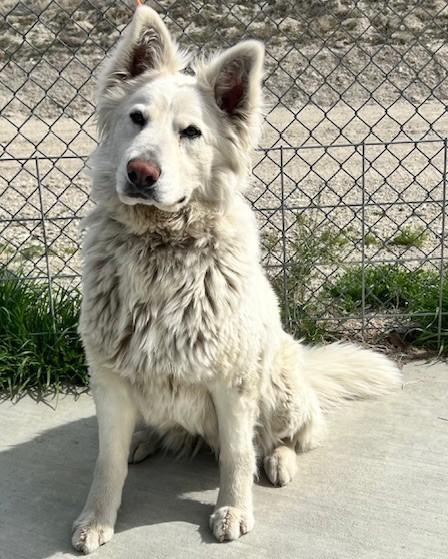 60688051, ADOPTABLE, Adult Female Husky.