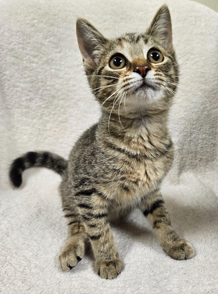 Enlarge Niki, a Adoptable mixed breed in Fremont, OH image 1/4