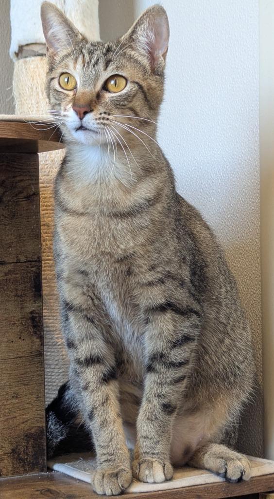 Enlarge Niki, a Adoptable mixed breed in Fremont, OH image 2/4