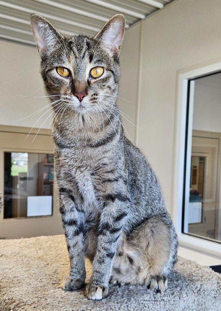 Enlarge Niki, a Adoptable mixed breed in Fremont, OH image 3/4