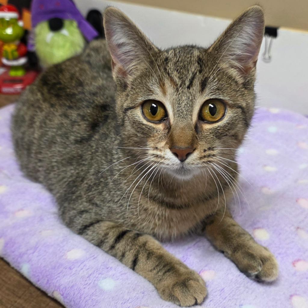Enlarge Niki, a Adoptable mixed breed in Fremont, OH image 4/4