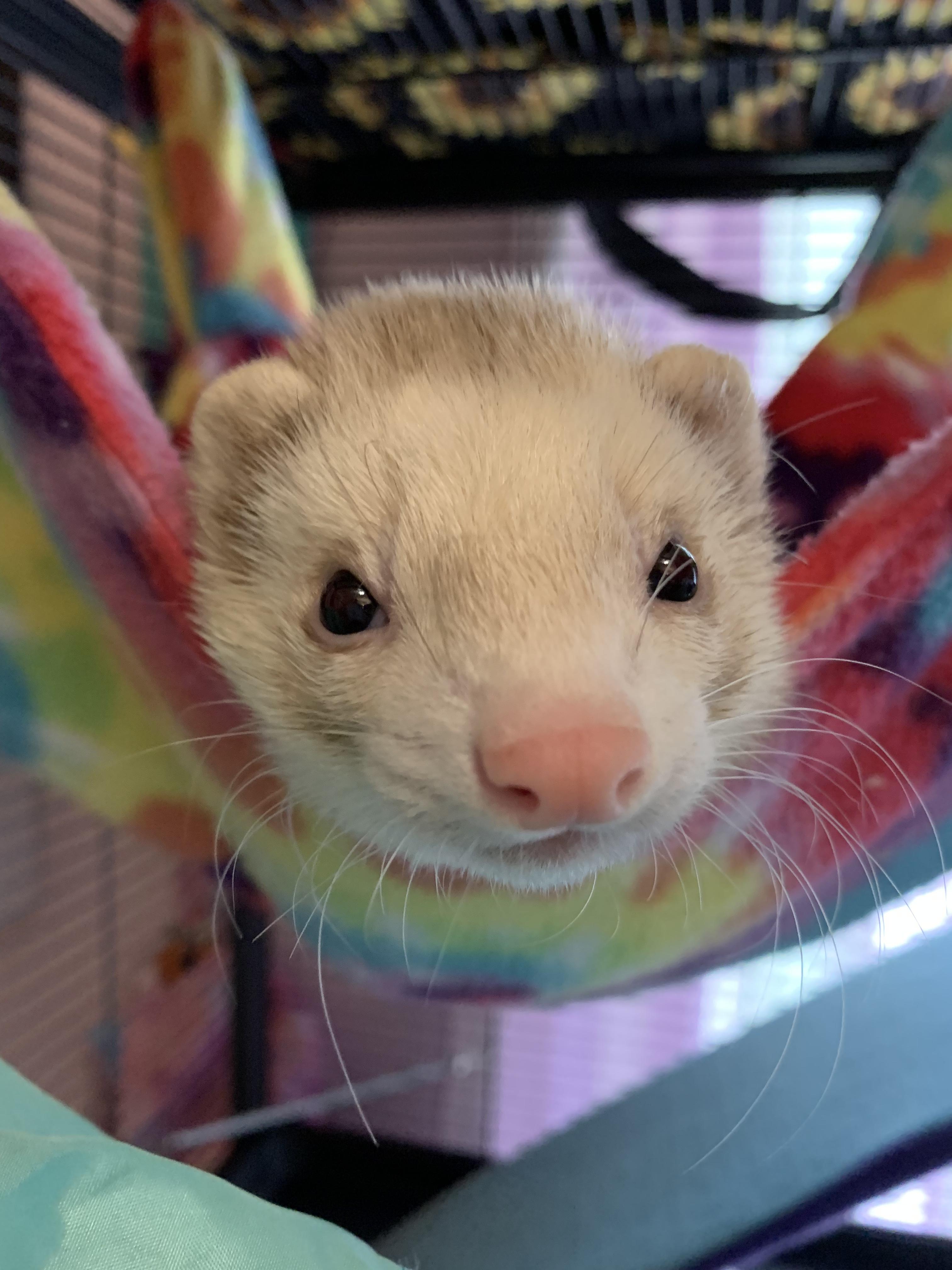 Enlarge Howie, a Adopted Ferret in East Haven, CT image 1/1