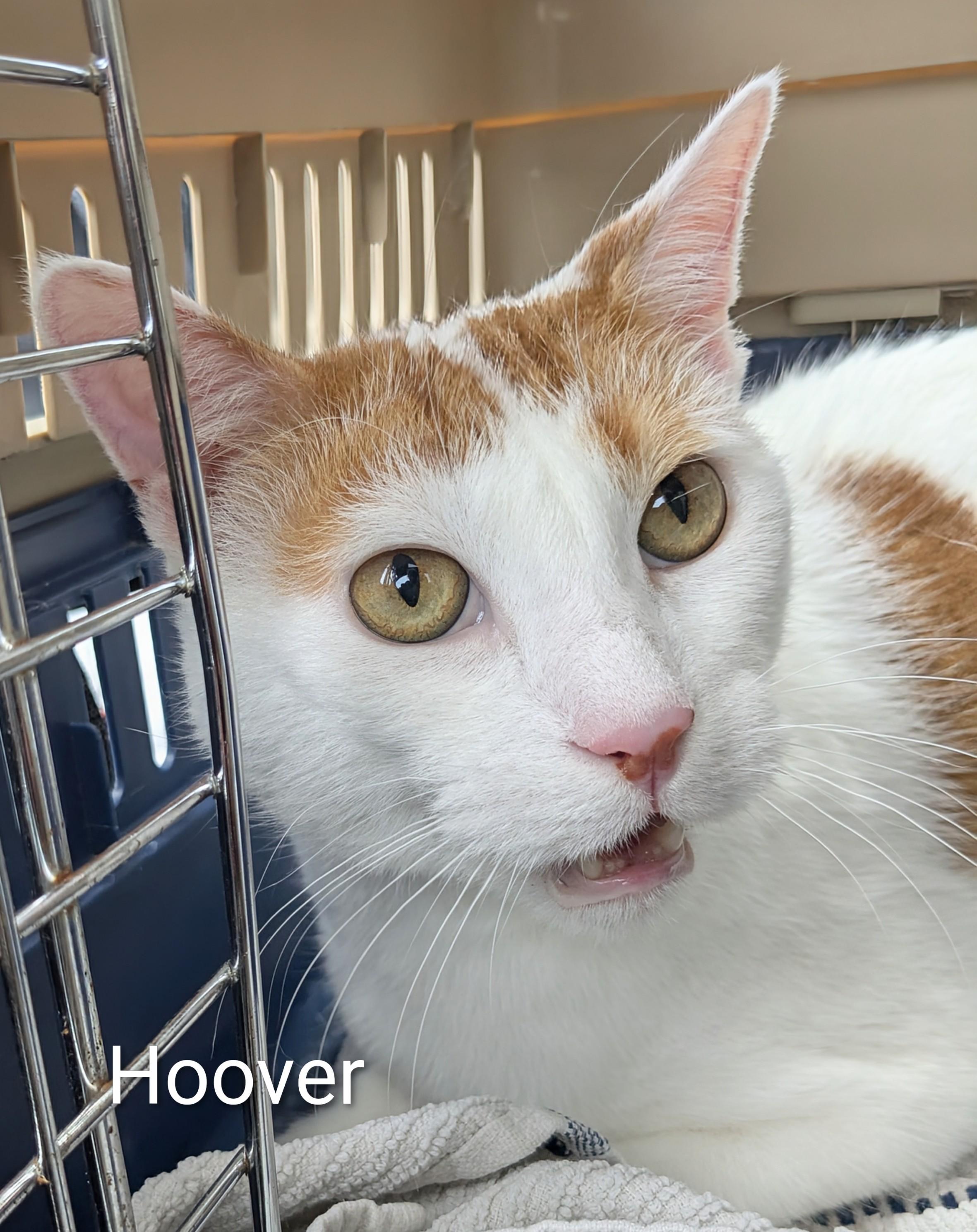 Hoover, adoptable, Adult Male Domestic Short Hair.