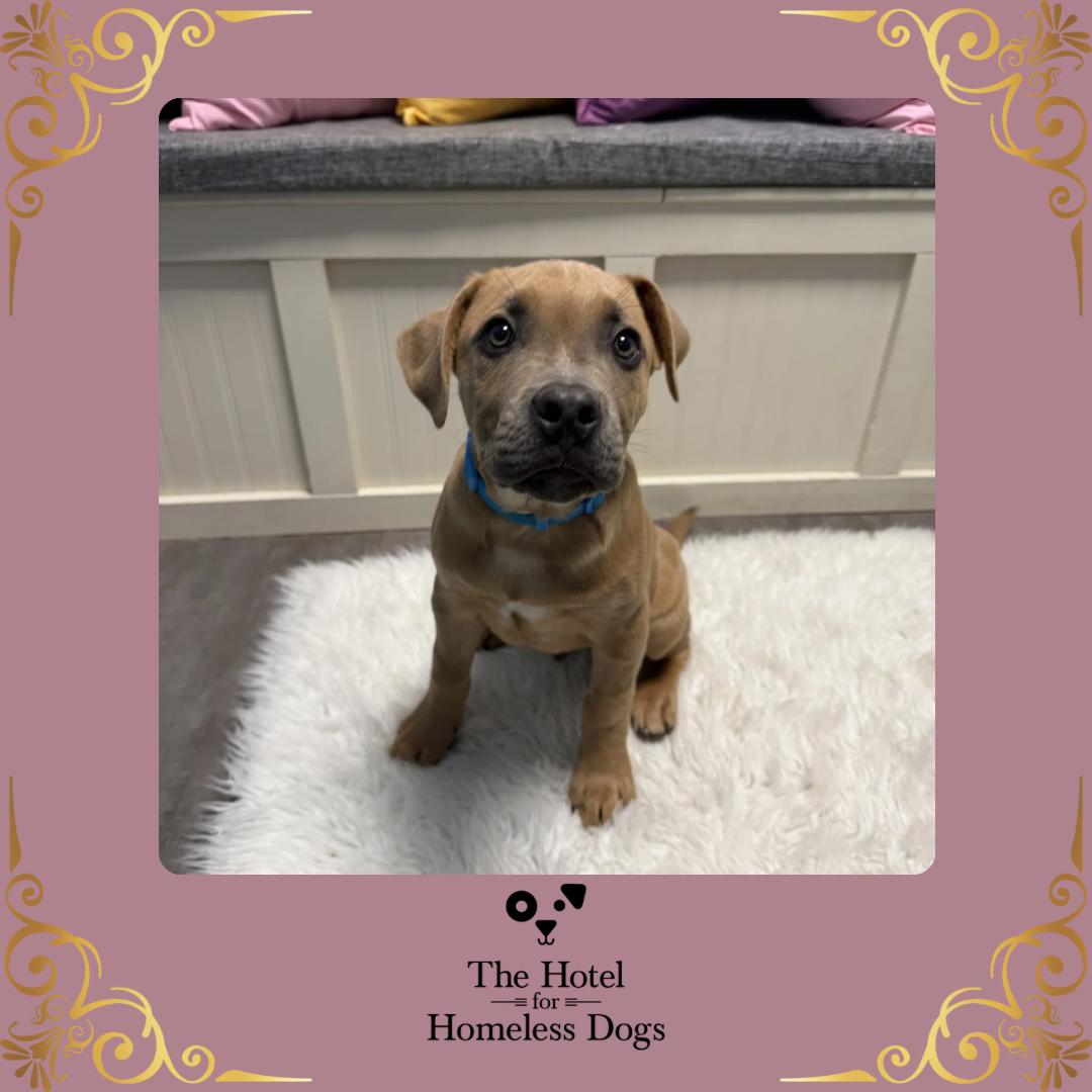 Enlarge Rosie, an adopted mixed breed in Cumberland, RI image 1/6