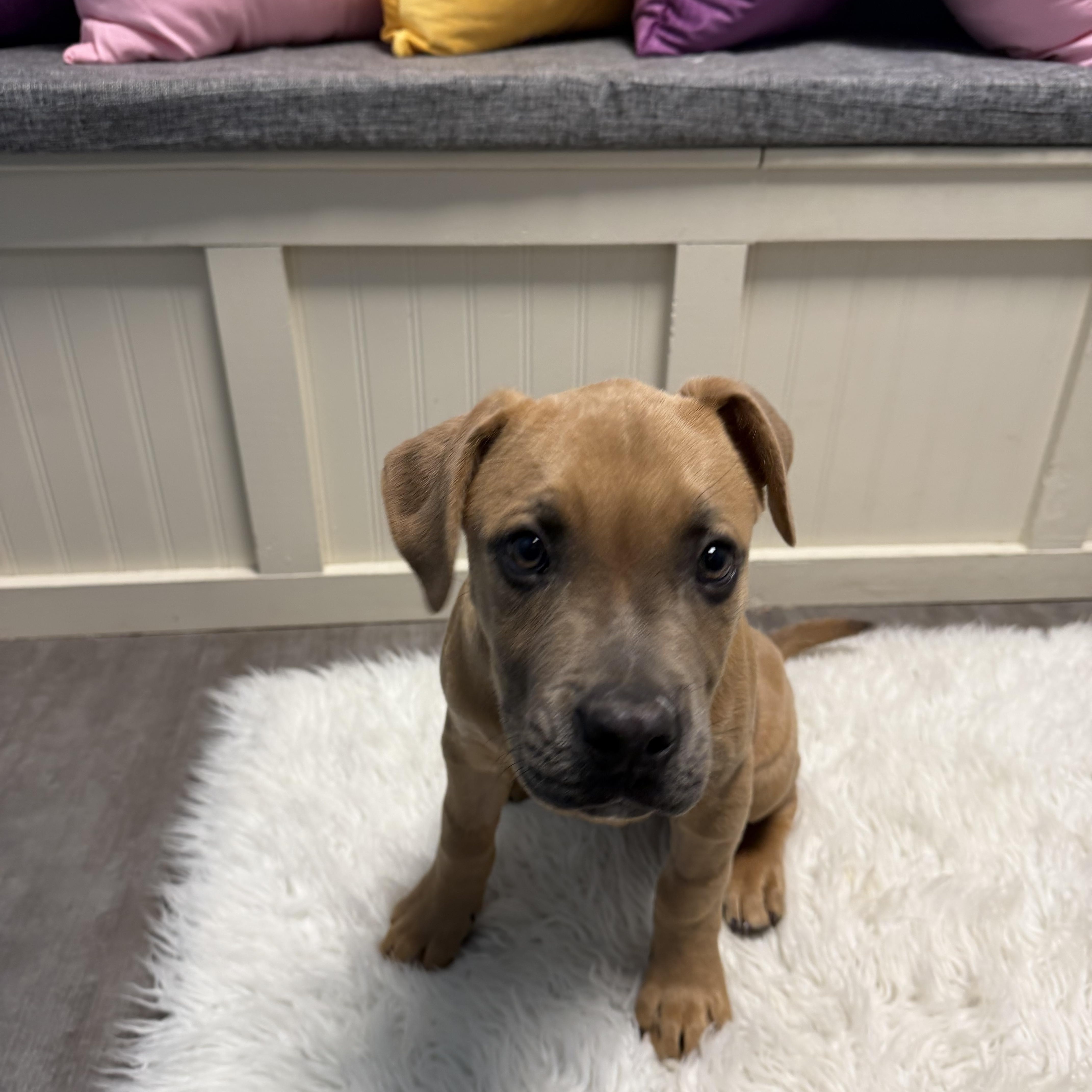 Enlarge Rosie, an adopted mixed breed in Cumberland, RI image 3/6