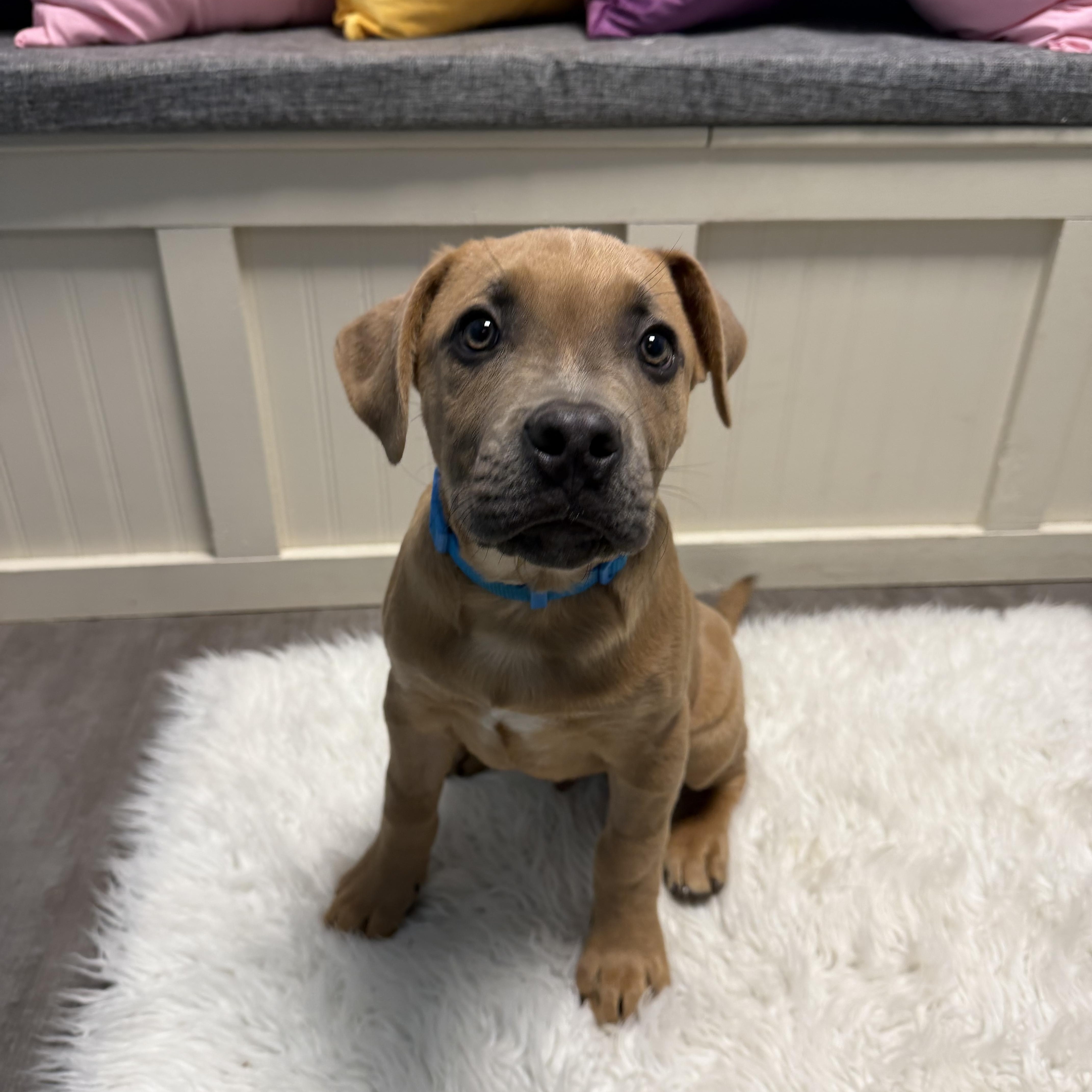 Enlarge Rosie, an adopted mixed breed in Cumberland, RI image 2/6