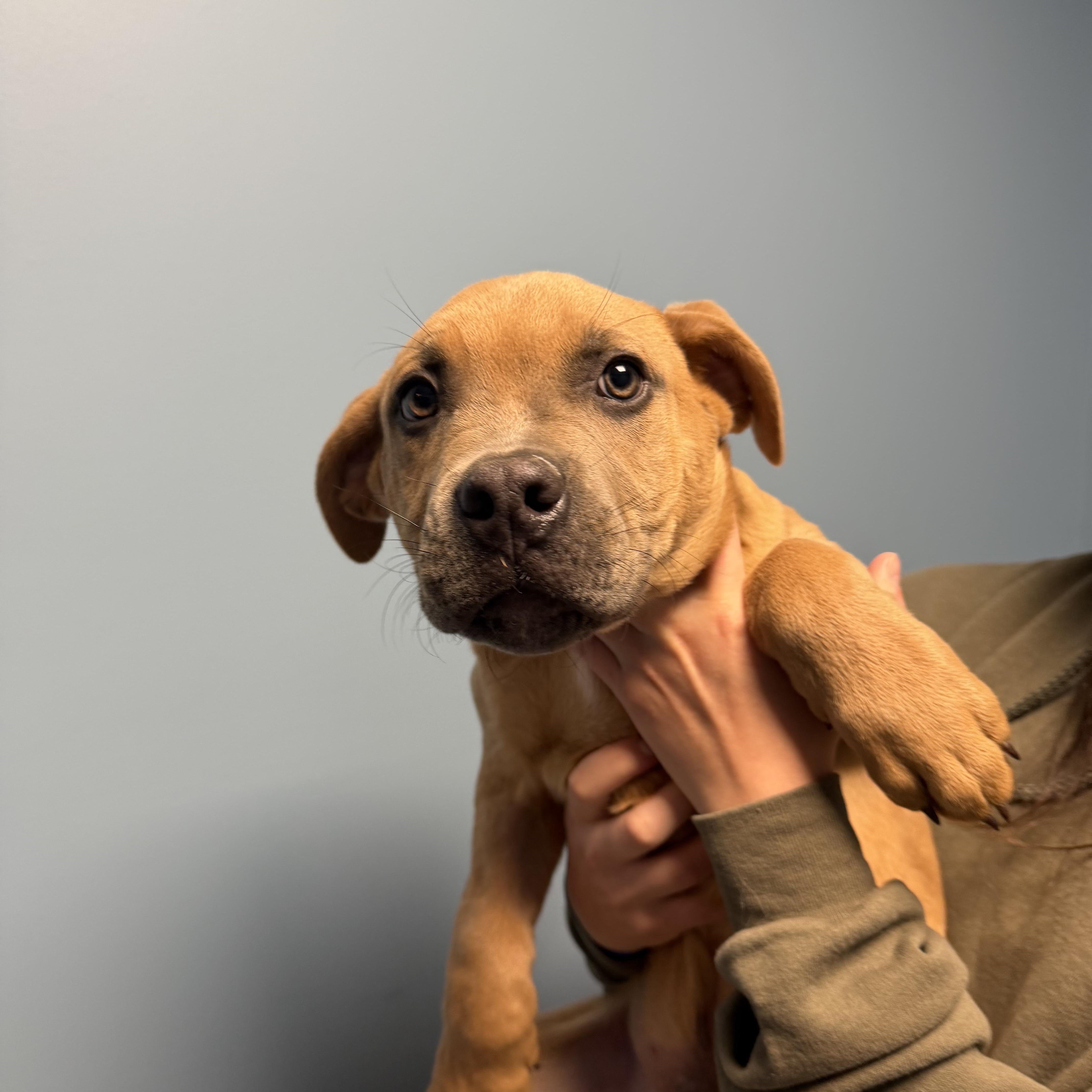 Enlarge Rosie, an adopted mixed breed in Cumberland, RI image 5/6