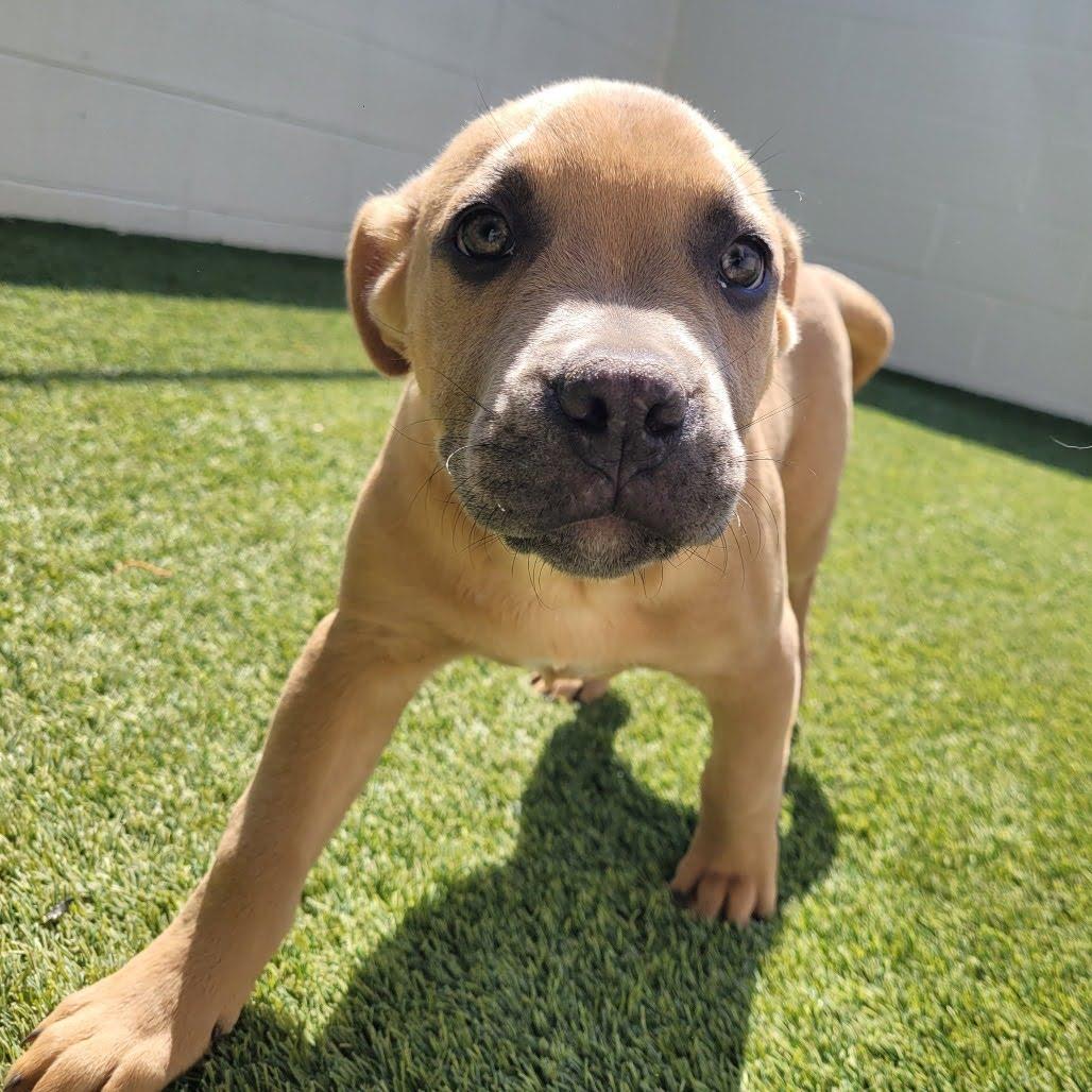 Enlarge Rosie, an adopted mixed breed in Cumberland, RI image 6/6