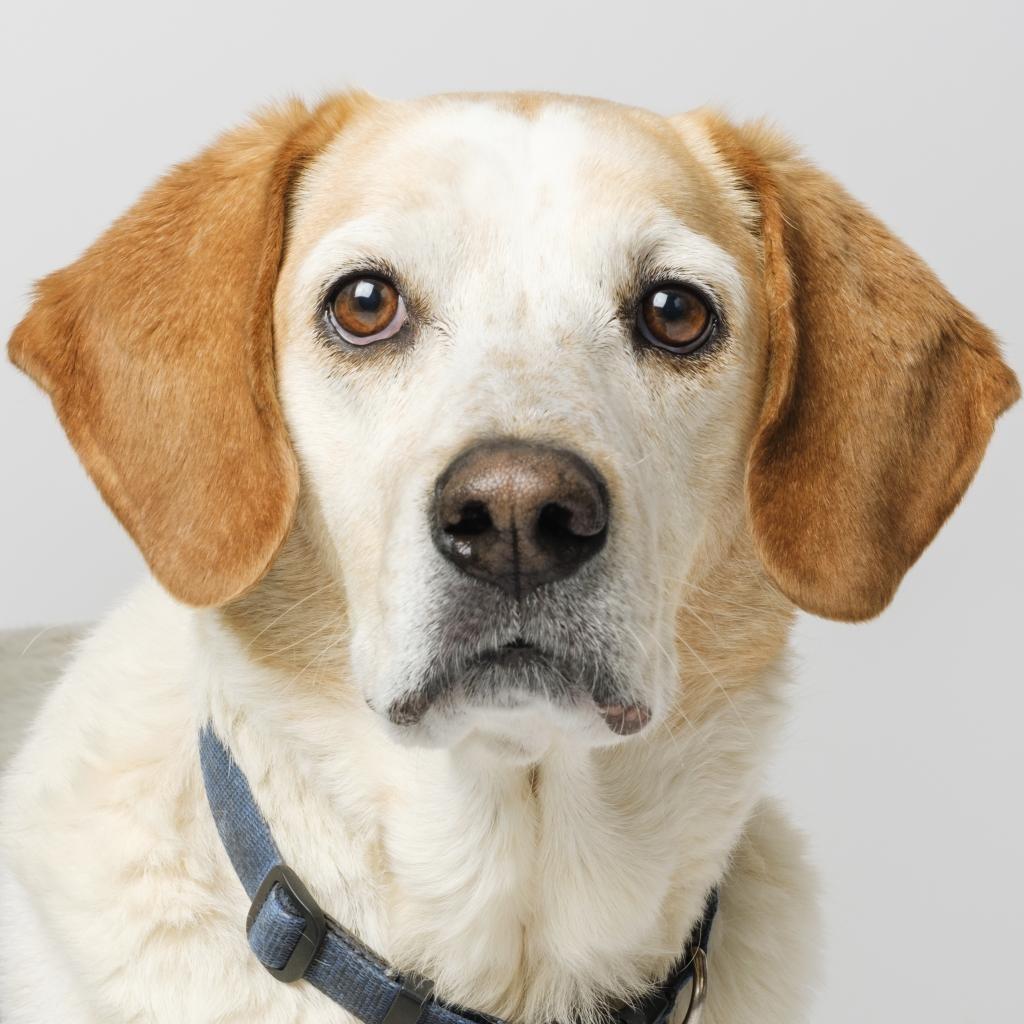 CoCo, Adoptable, Senior Male Hound.