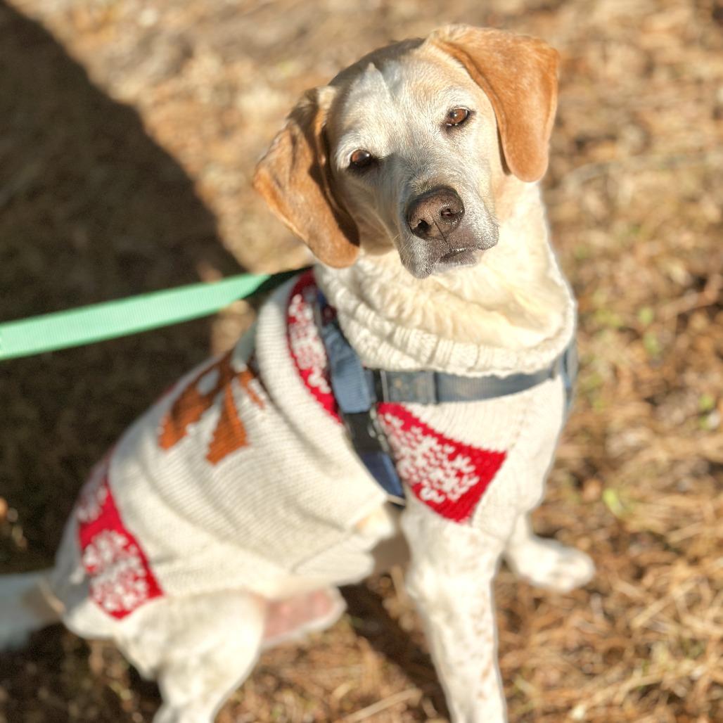 CoCo, Adoptable, Senior Male Hound.