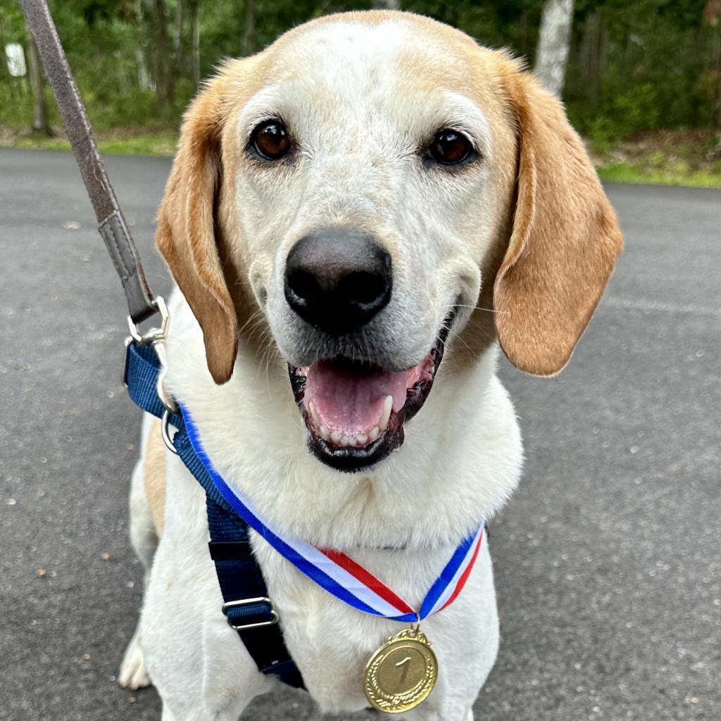 Enlarge CoCo, a Adoptable Hound in East Hampton, NY image 1/6
