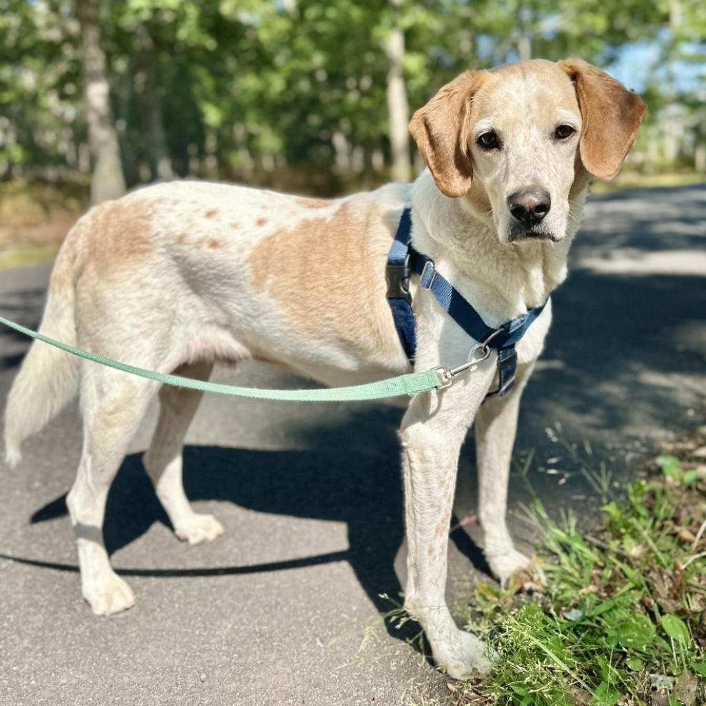 CoCo, a Adoptable Hound in East Hampton, NY image 2/6