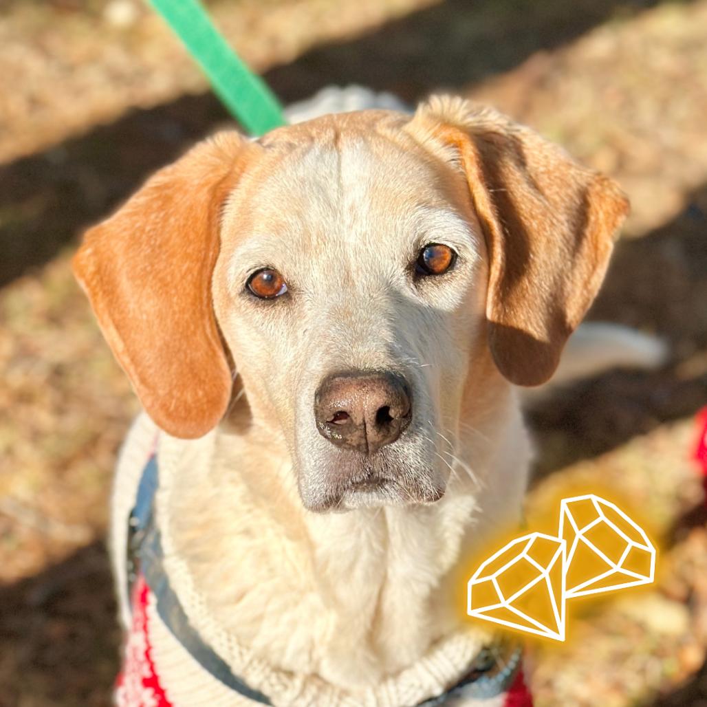 CoCo, a Adoptable Hound in East Hampton, NY image 3/6