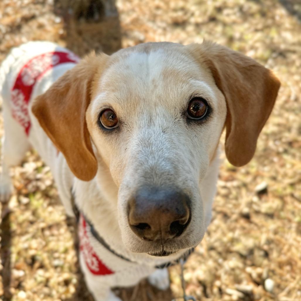 CoCo, a Adoptable Hound in East Hampton, NY image 4/6