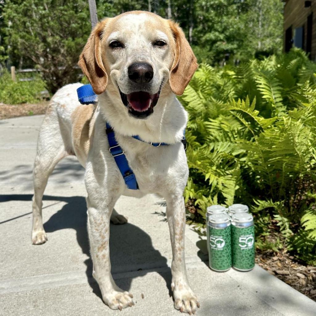 Enlarge CoCo, a Adoptable Hound in East Hampton, NY image 3/6
