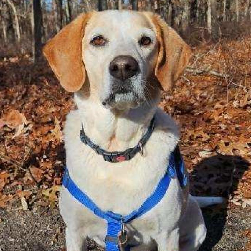 Enlarge CoCo, a Adoptable Hound in East Hampton, NY image 4/6