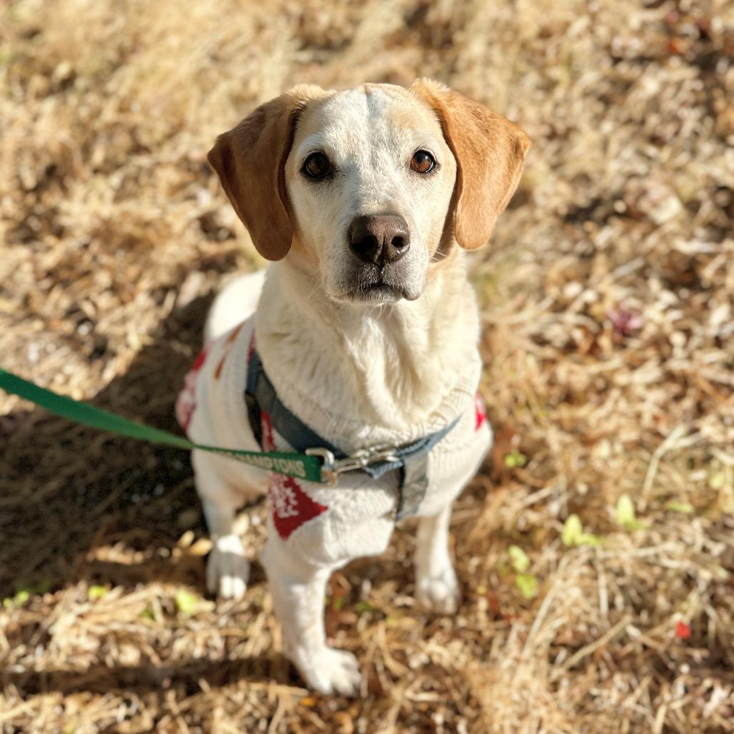 CoCo, a Adoptable Hound in East Hampton, NY image 5/6