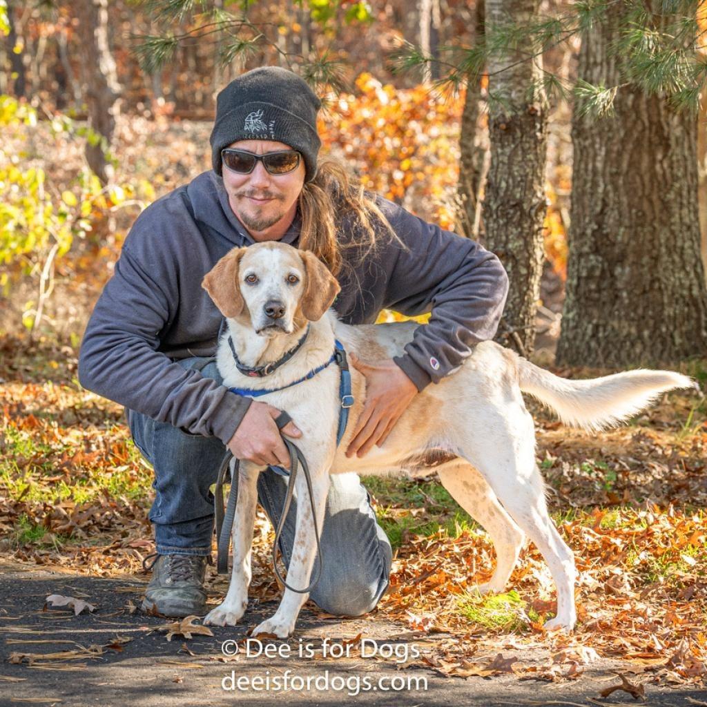 CoCo, a Adoptable Hound in East Hampton, NY image 5/6