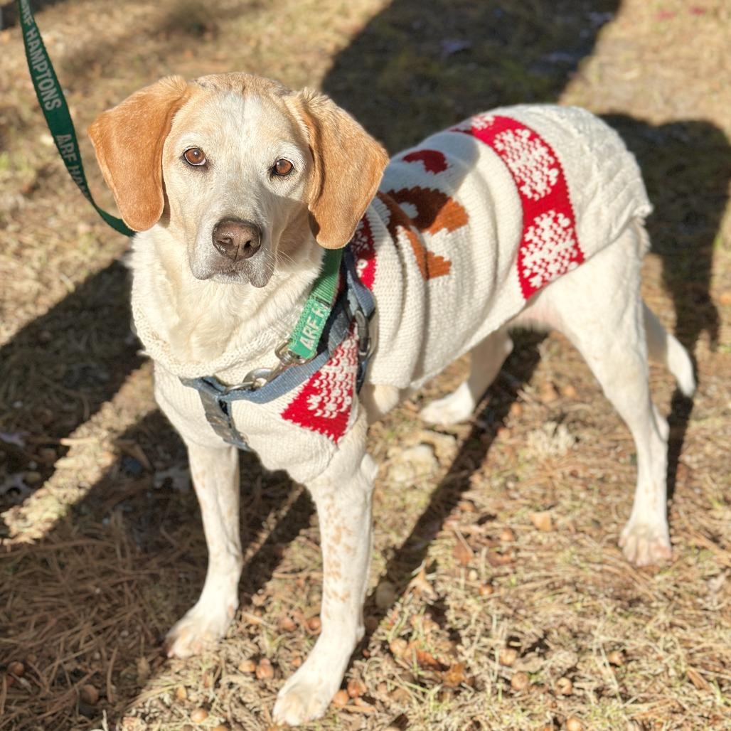 CoCo, a Adoptable Hound in East Hampton, NY image 6/6
