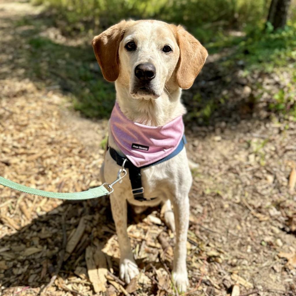 Enlarge CoCo, a Adoptable Hound in East Hampton, NY image 5/6