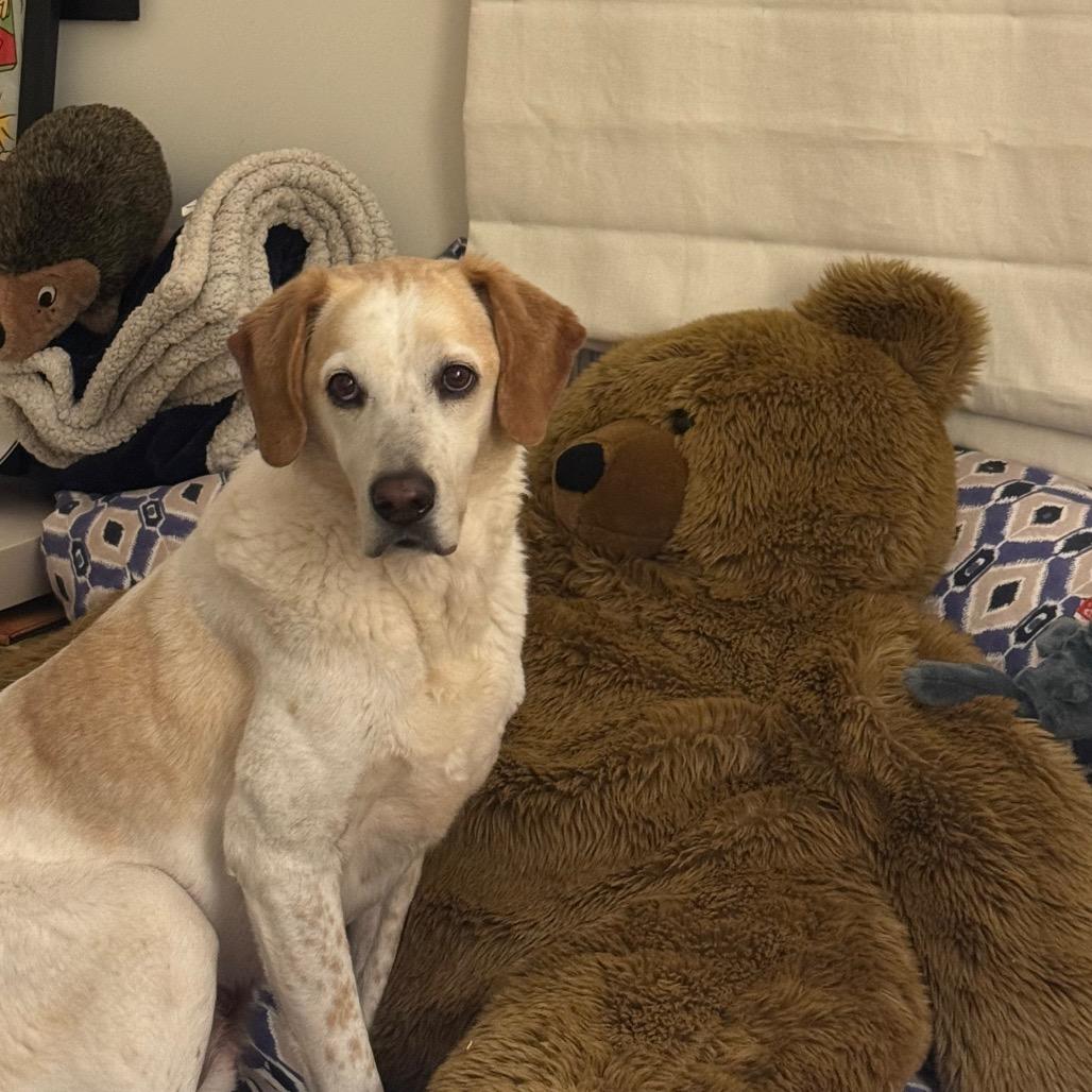 CoCo, a Adoptable Hound in East Hampton, NY image 6/6