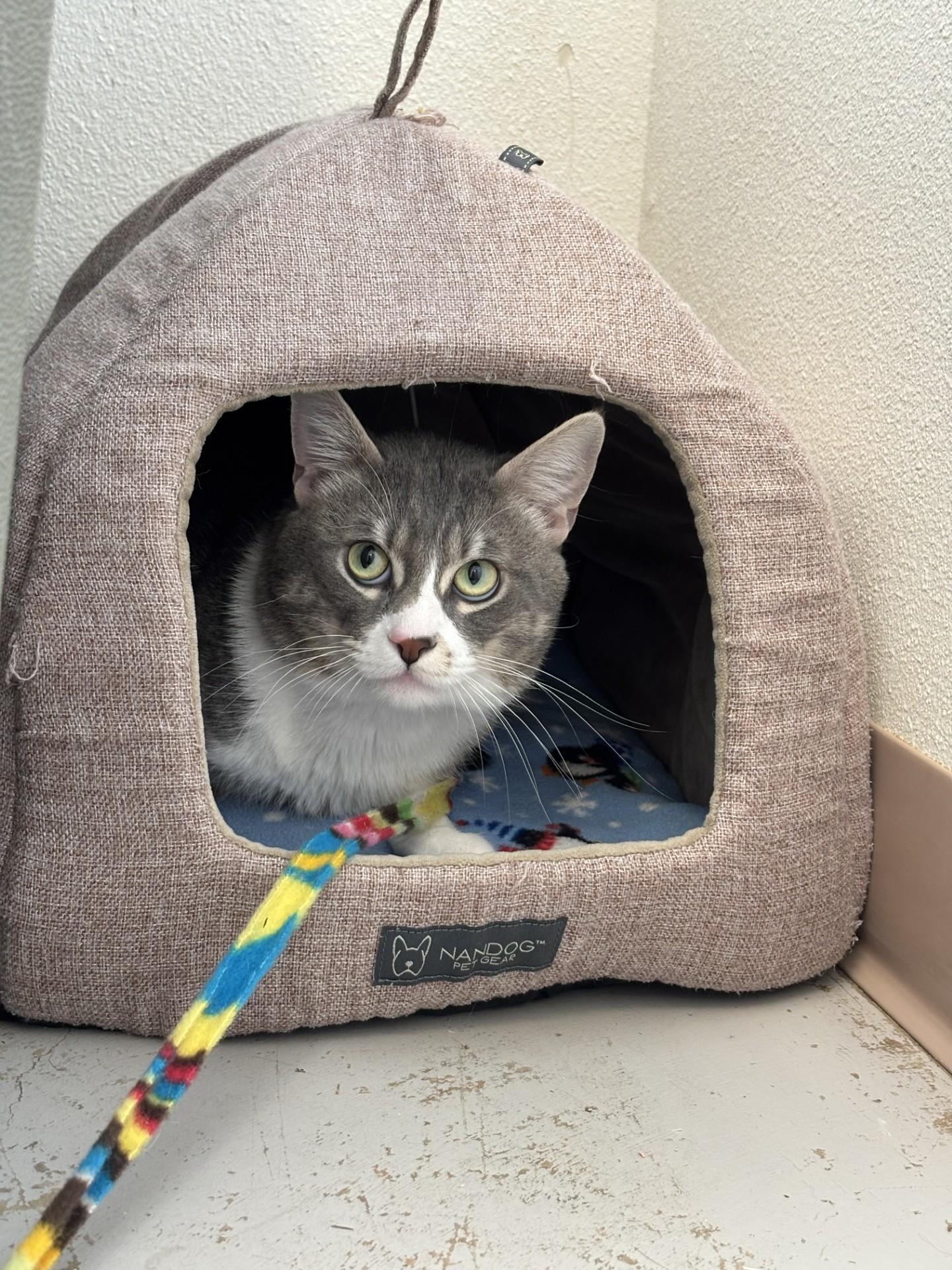Enlarge Zeus, a ADOPTABLE Domestic Short Hair in Grants Pass, OR image 3/3