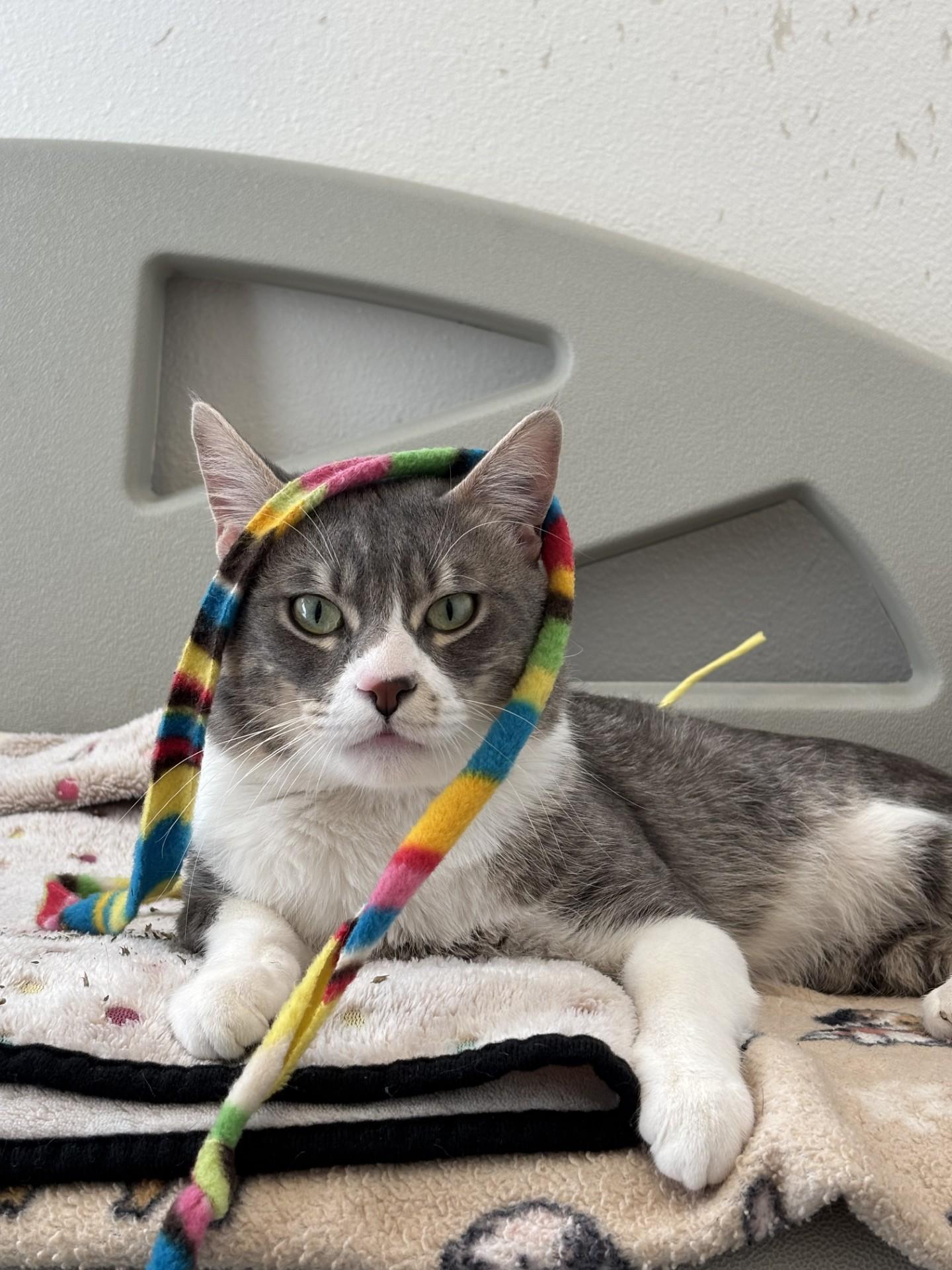 Enlarge Zeus, a ADOPTABLE Domestic Short Hair in Grants Pass, OR image 1/3