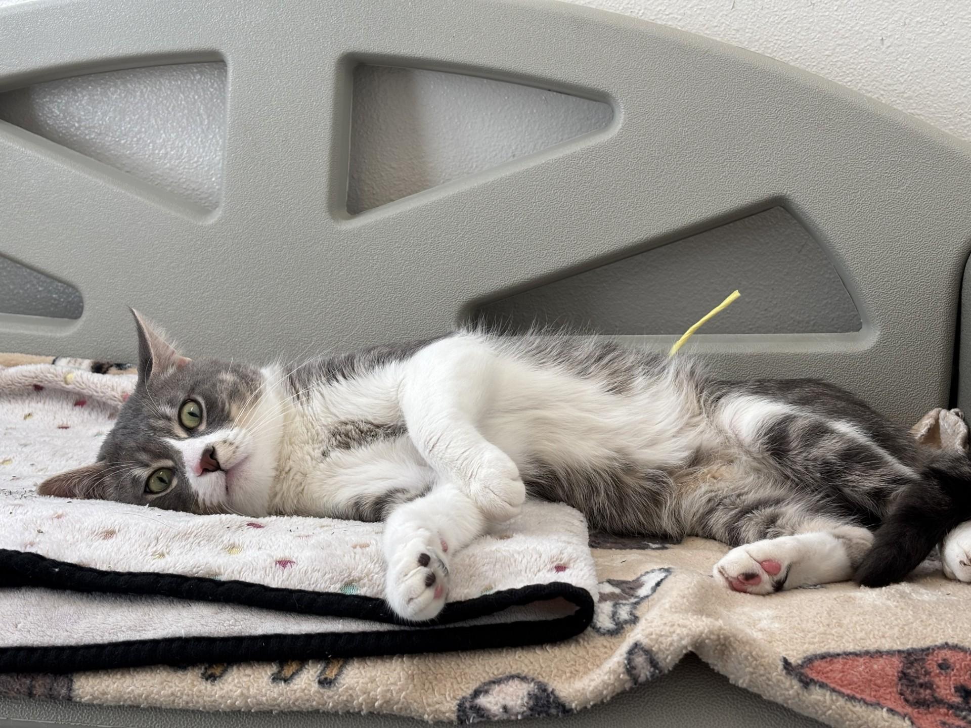 Enlarge Zeus, a ADOPTABLE Domestic Short Hair in Grants Pass, OR image 2/3