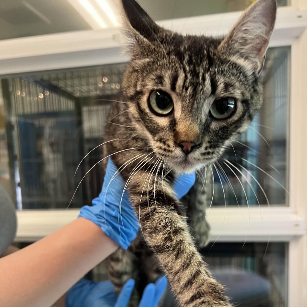 Latte, Adoptable, Young Female Domestic Short Hair.