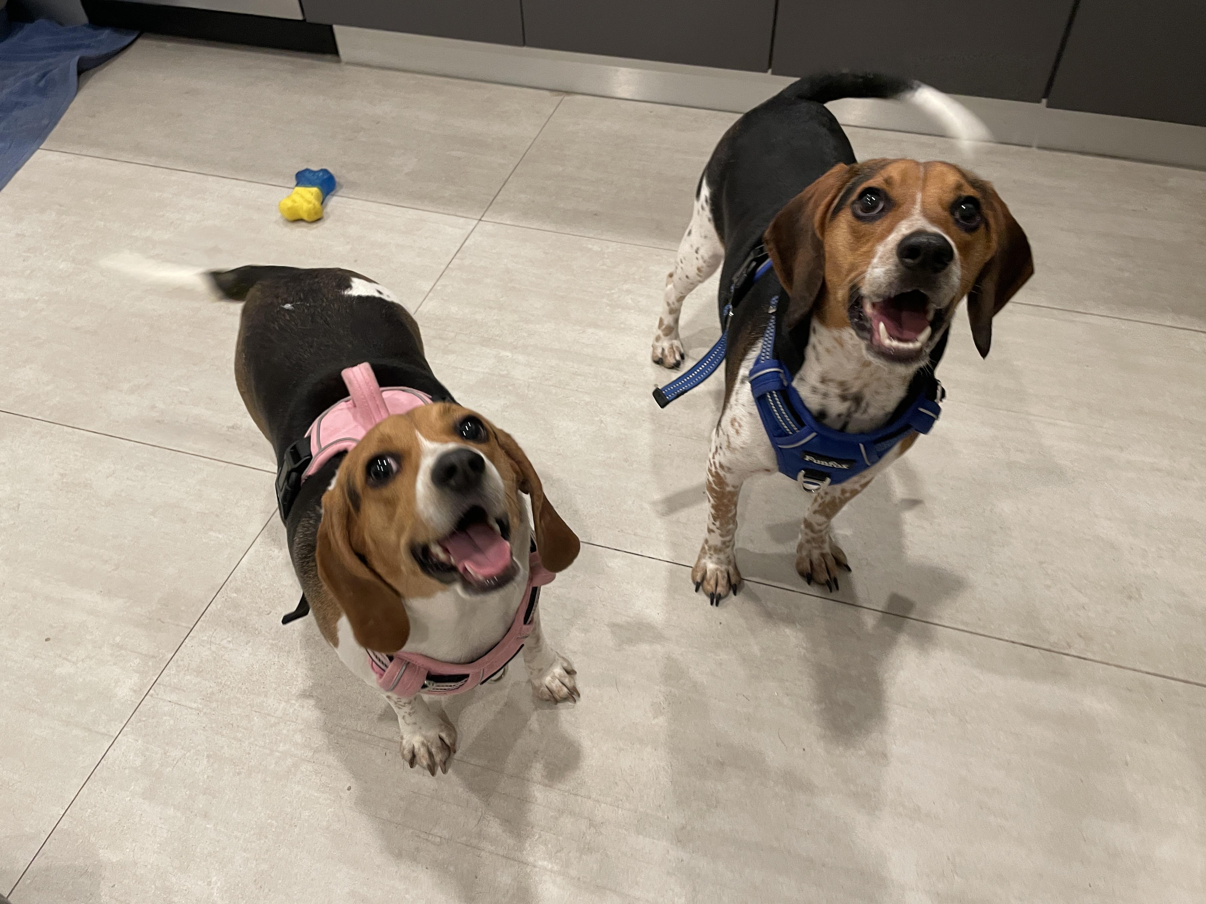 Enlarge Cosmo & Kendall, a ADOPTABLE Beagle in Miami, FL image 1/6