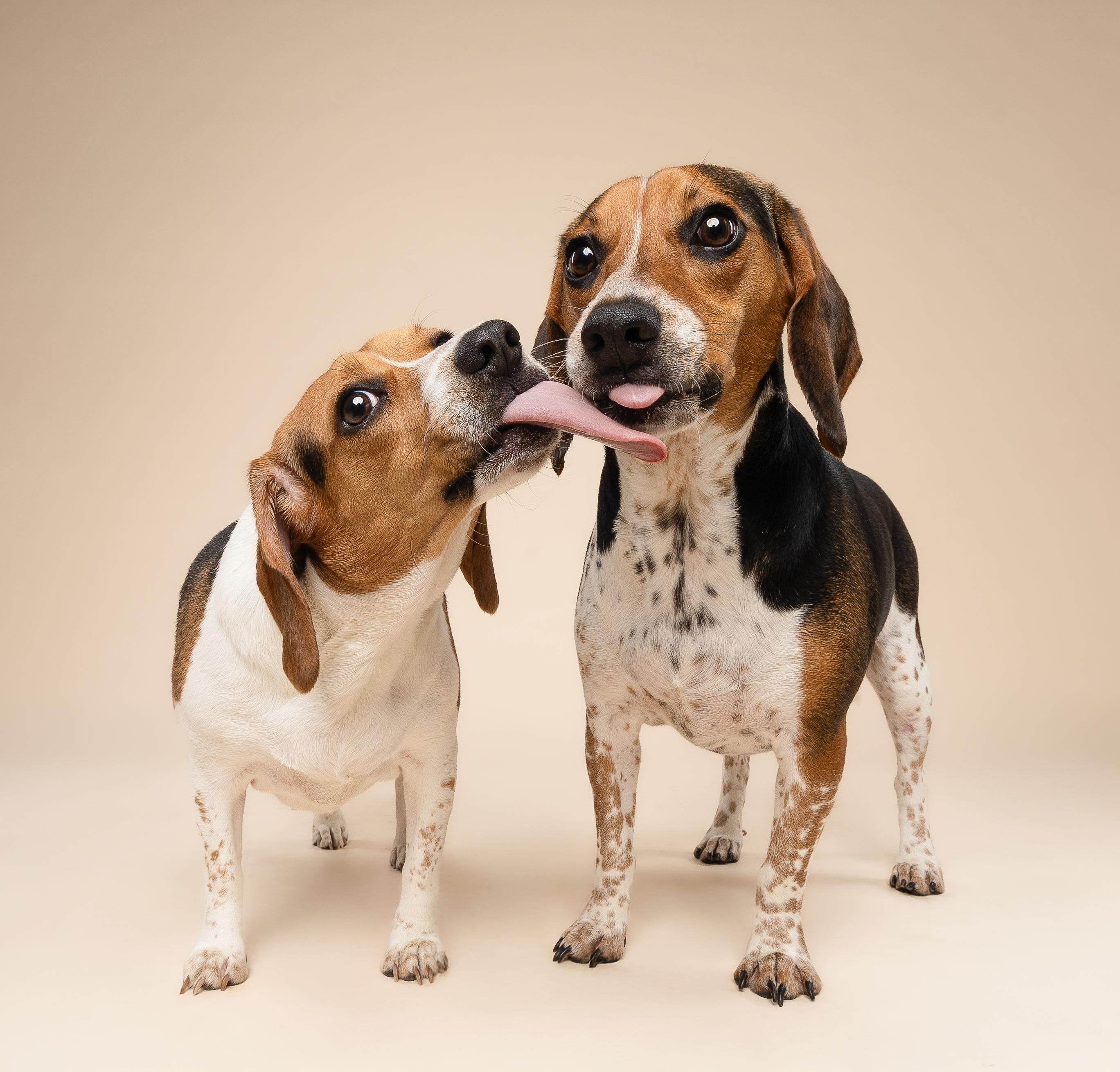 Cosmo & Kendall, ADOPTABLE, Young Female Beagle.