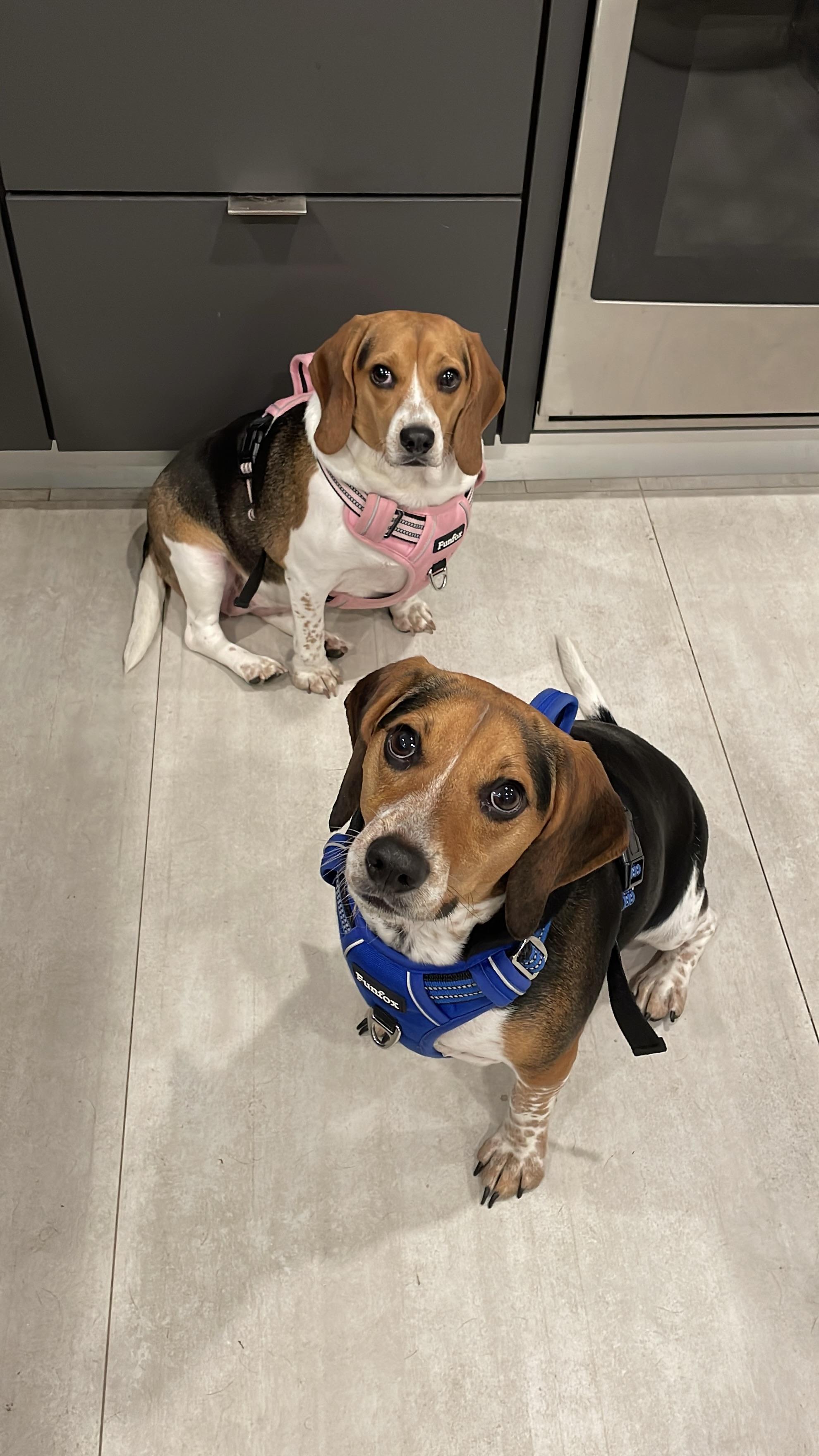 Enlarge Cosmo & Kendall, a ADOPTABLE Beagle in Miami, FL image 6/6