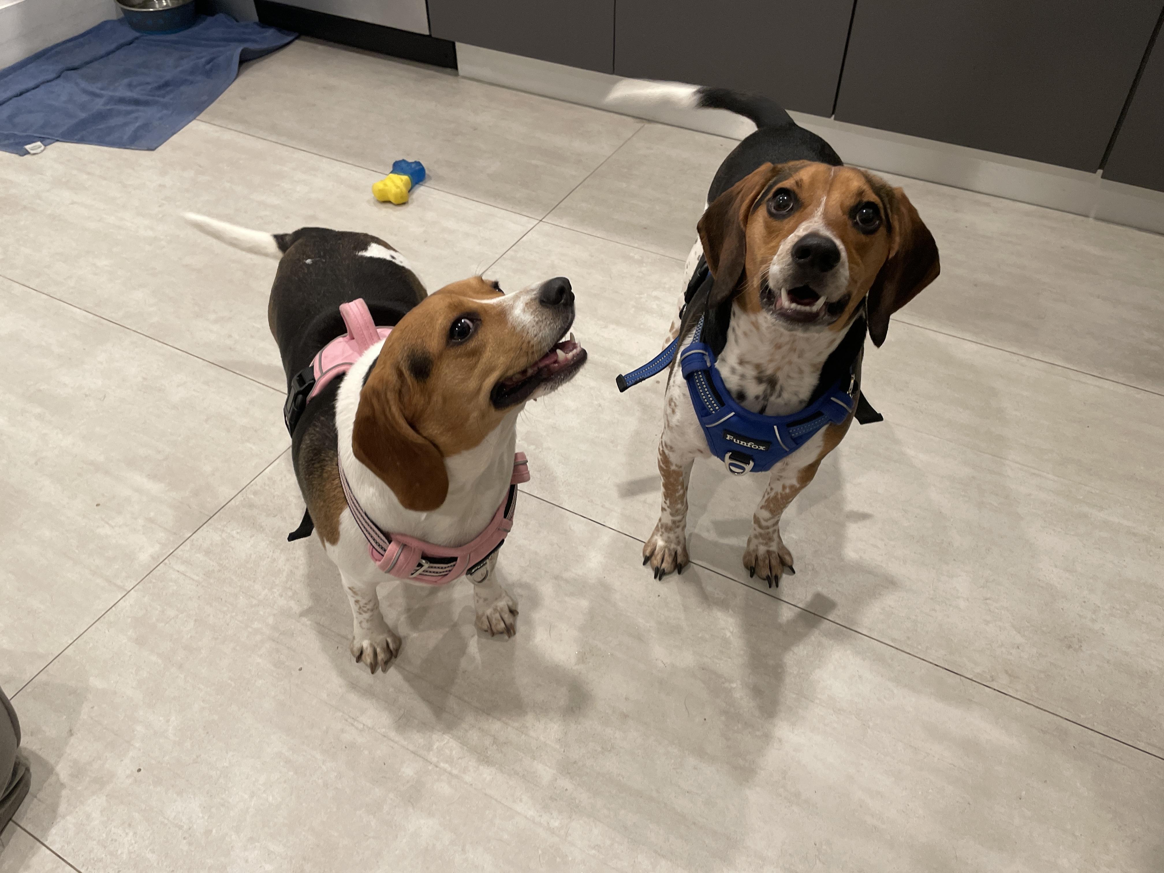 Enlarge Cosmo & Kendall, a ADOPTABLE Beagle in Miami, FL image 5/6