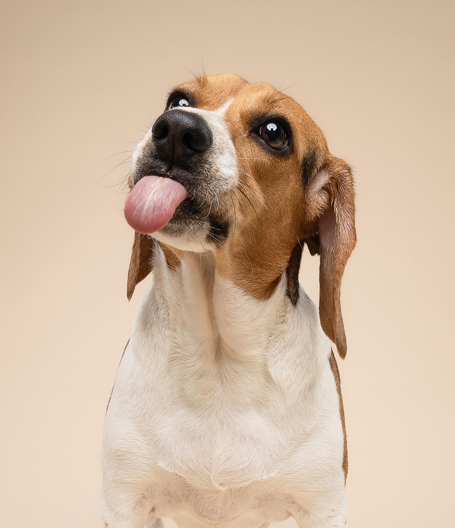 Enlarge Cosmo & Kendall, an adopted Beagle in Miami, FL image 4/6