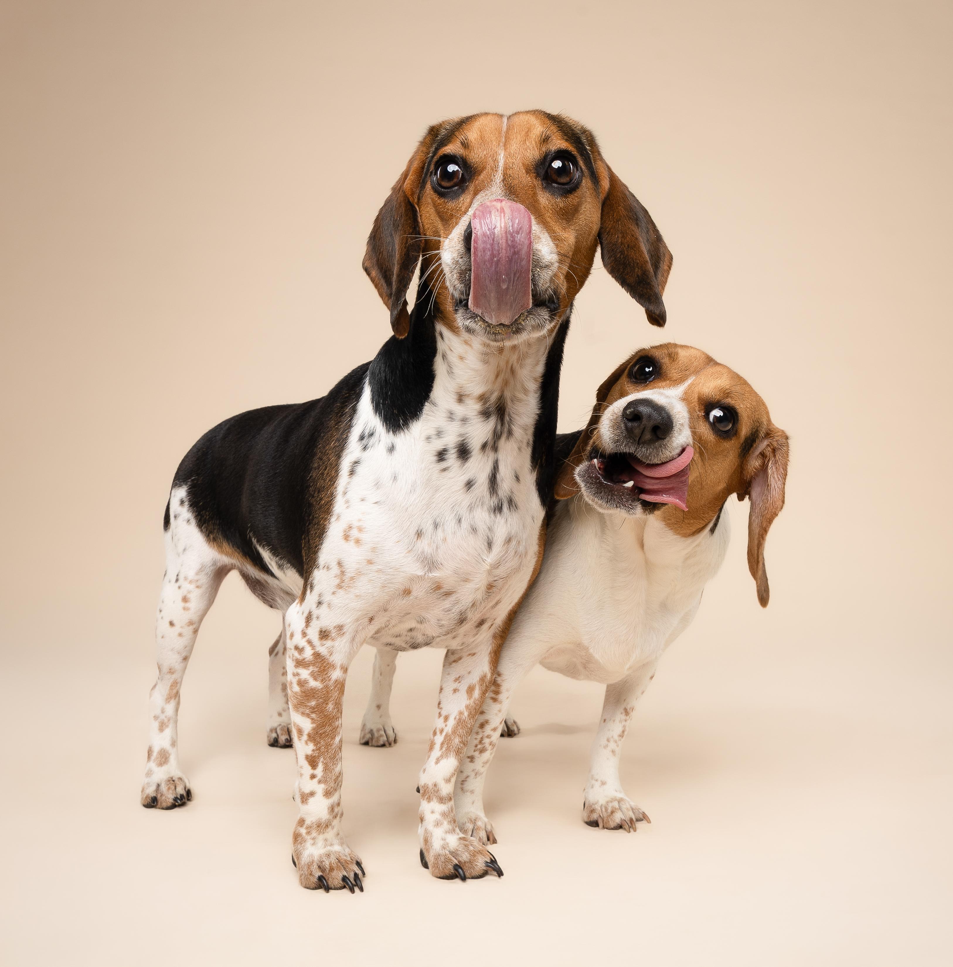 Enlarge Cosmo & Kendall, an adopted Beagle in Miami, FL image 2/6