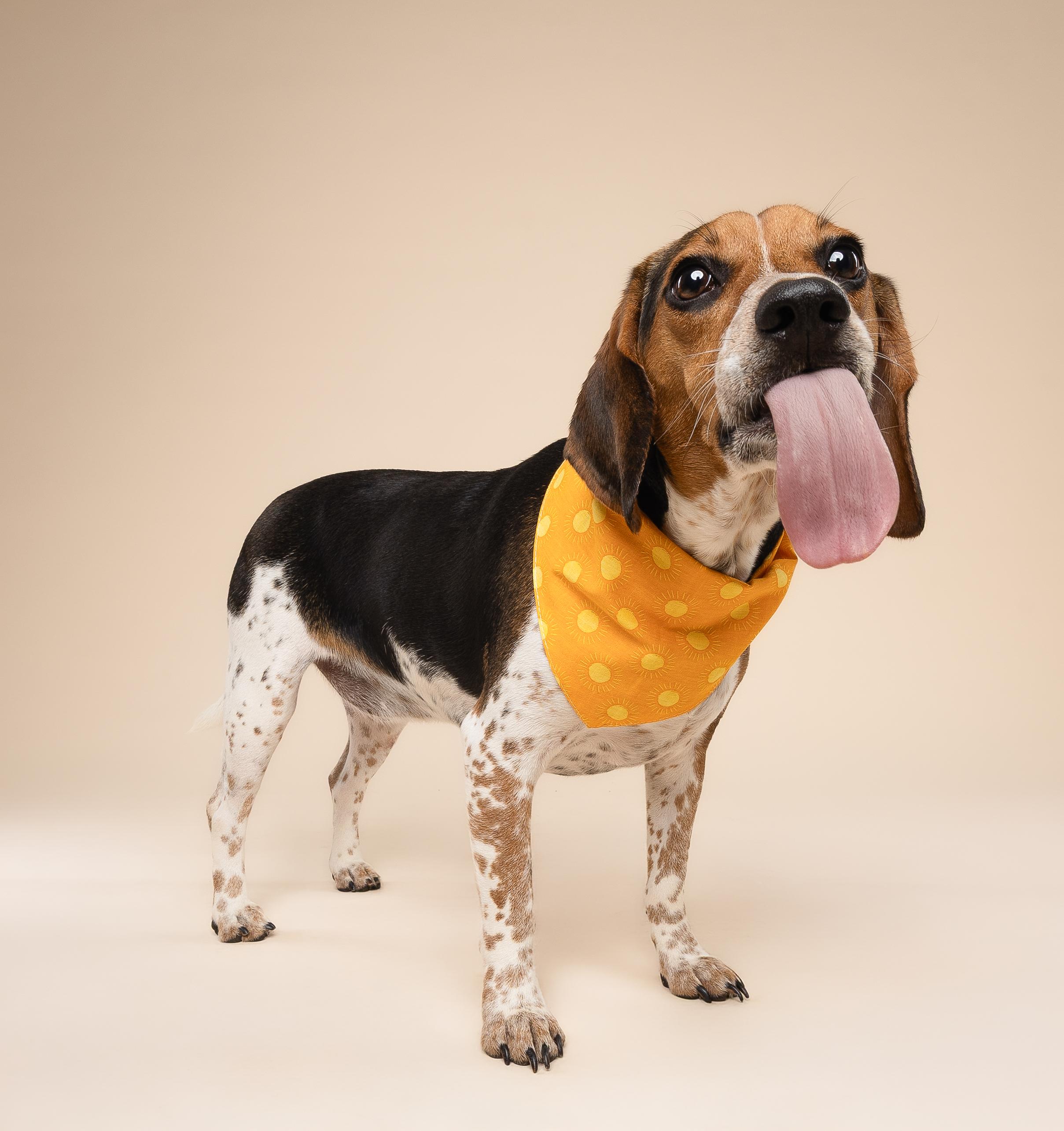 Enlarge Cosmo & Kendall, an adopted Beagle in Miami, FL image 3/6