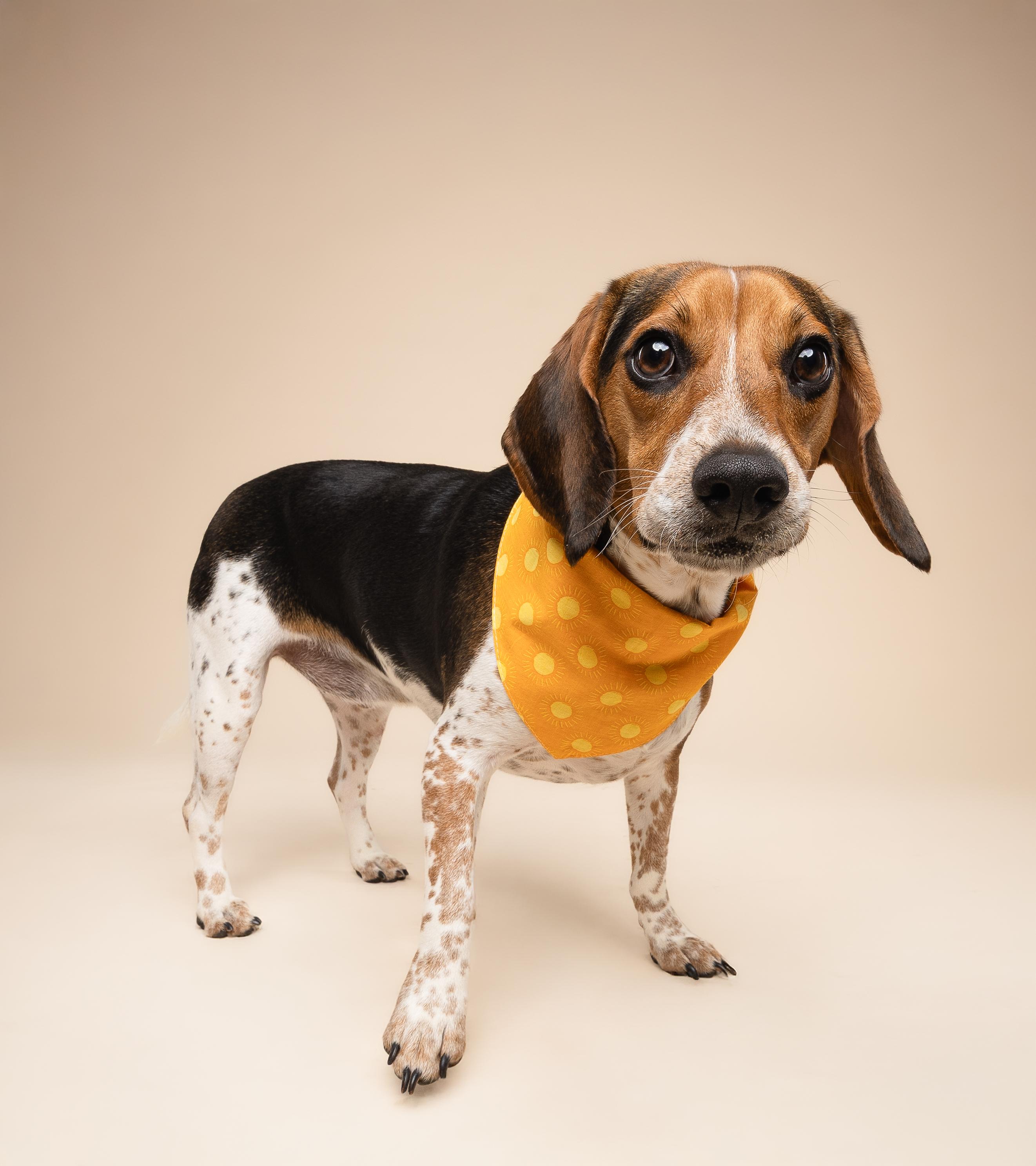 Enlarge Cosmo & Kendall, an adopted Beagle in Miami, FL image 5/6