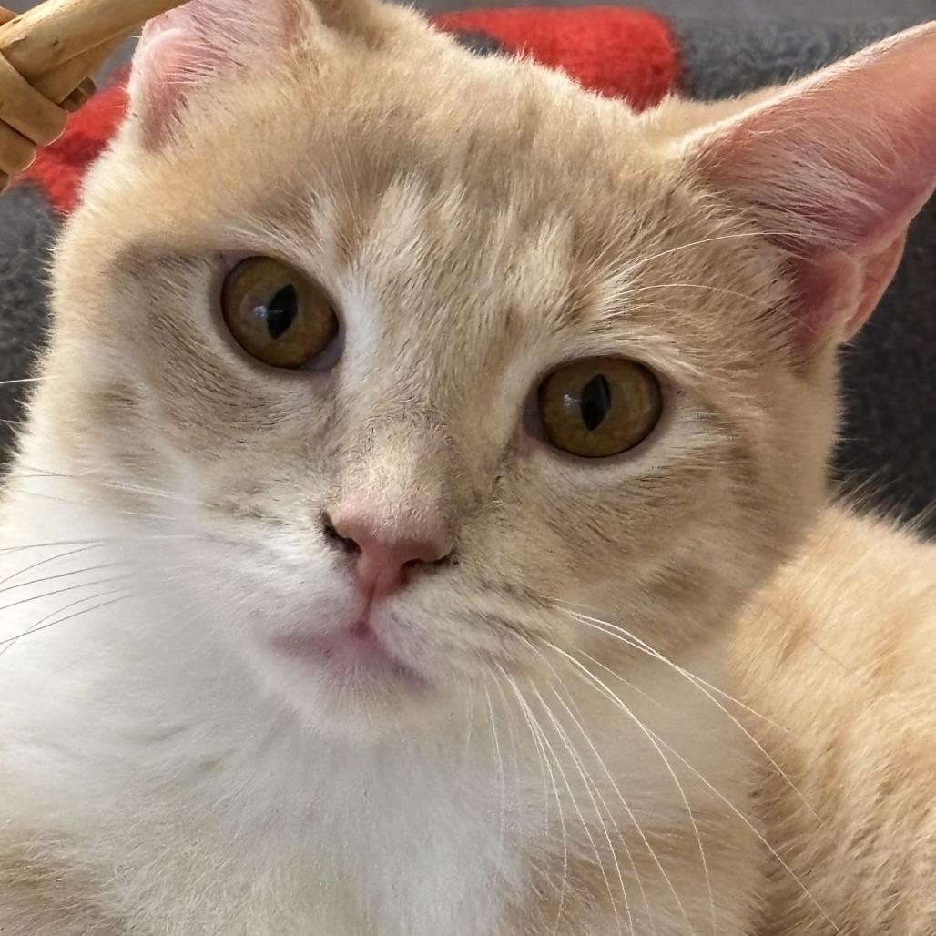 Ginger, Adoptable, Young Male Domestic Short Hair.