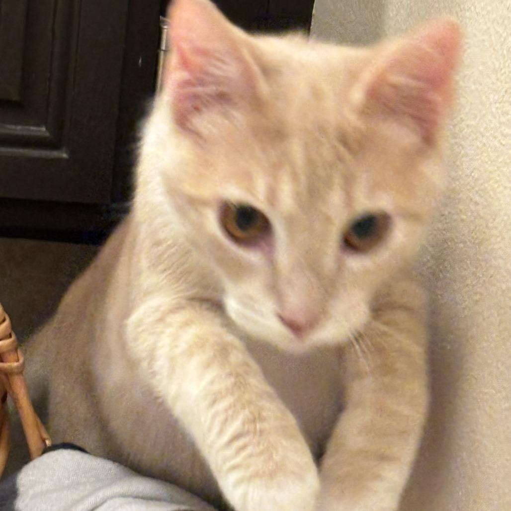 Ginger, a Adoptable Domestic Short Hair in Pleasanton, CA image 2/2