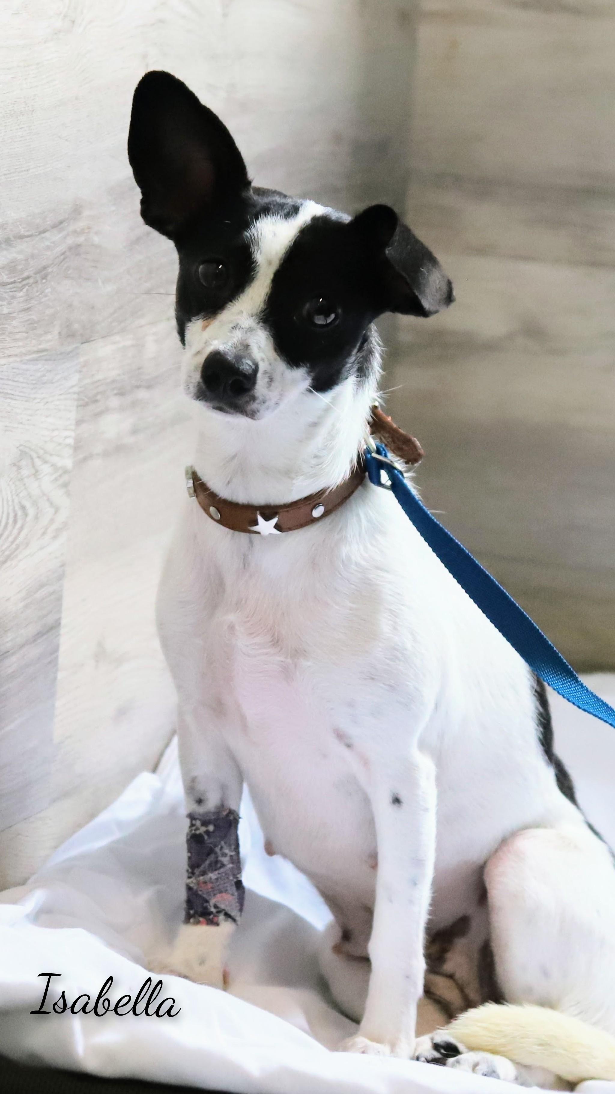 Isabella, Adoptable, Adult Female Chihuahua.