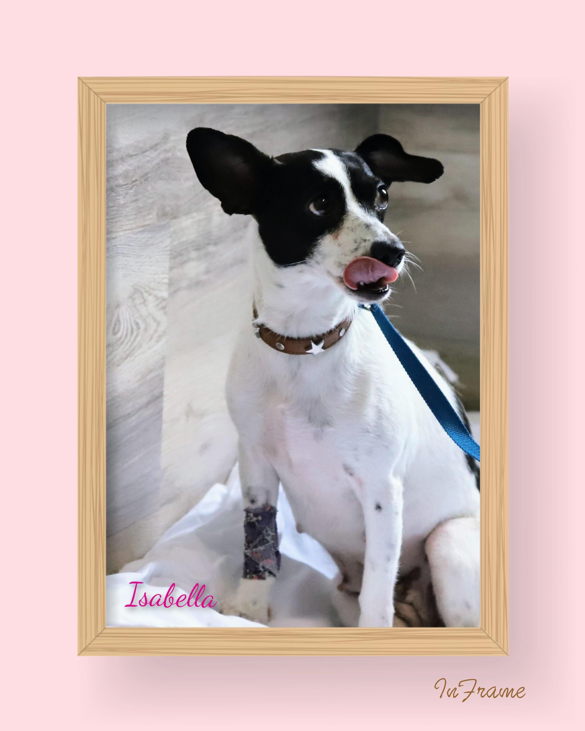Isabella, a Adoptable mixed breed in Fredericksburg, VA image 2/5