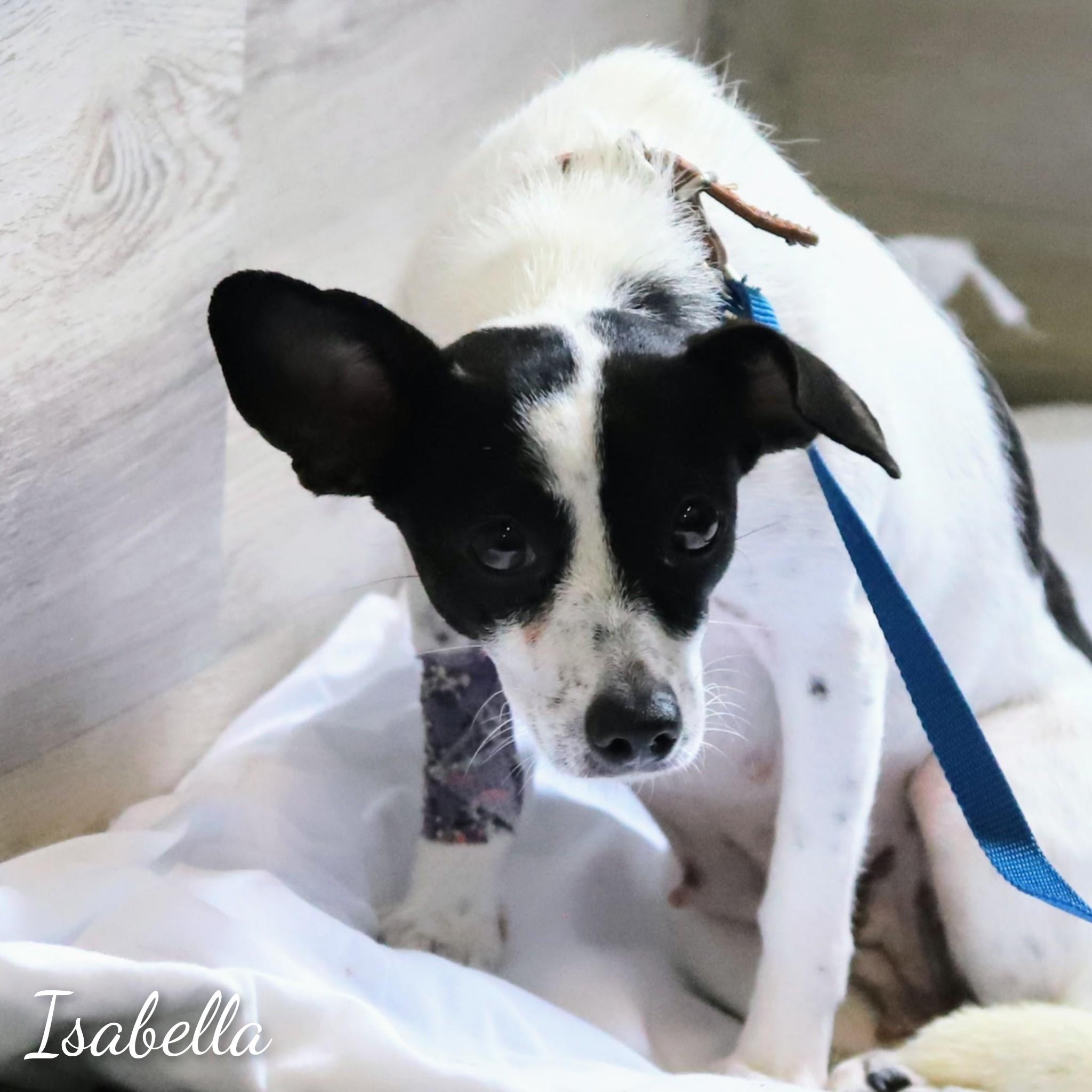 Isabella, a Adoptable mixed breed in Fredericksburg, VA image 3/5
