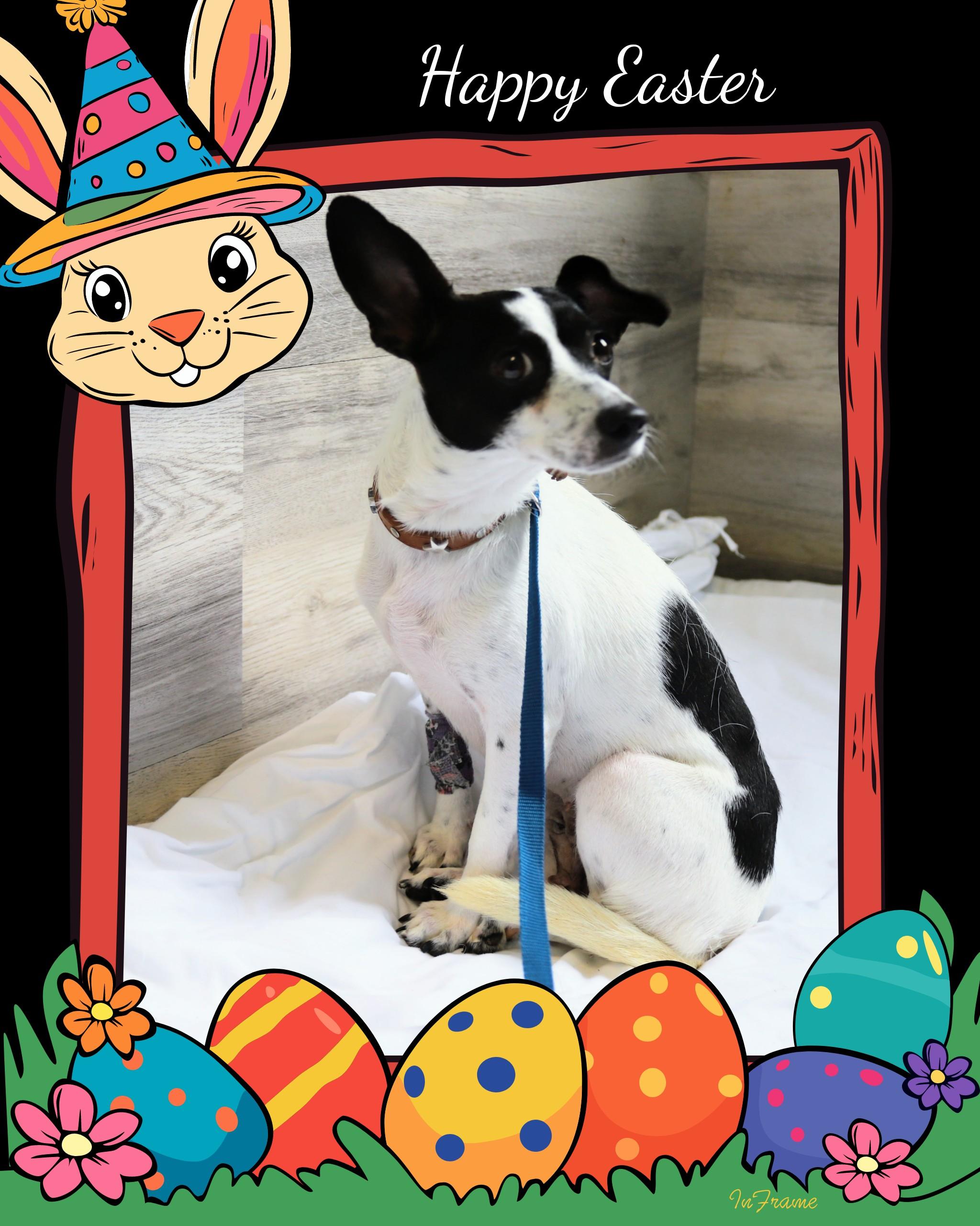 Isabella, a Adoptable mixed breed in Fredericksburg, VA image 4/5